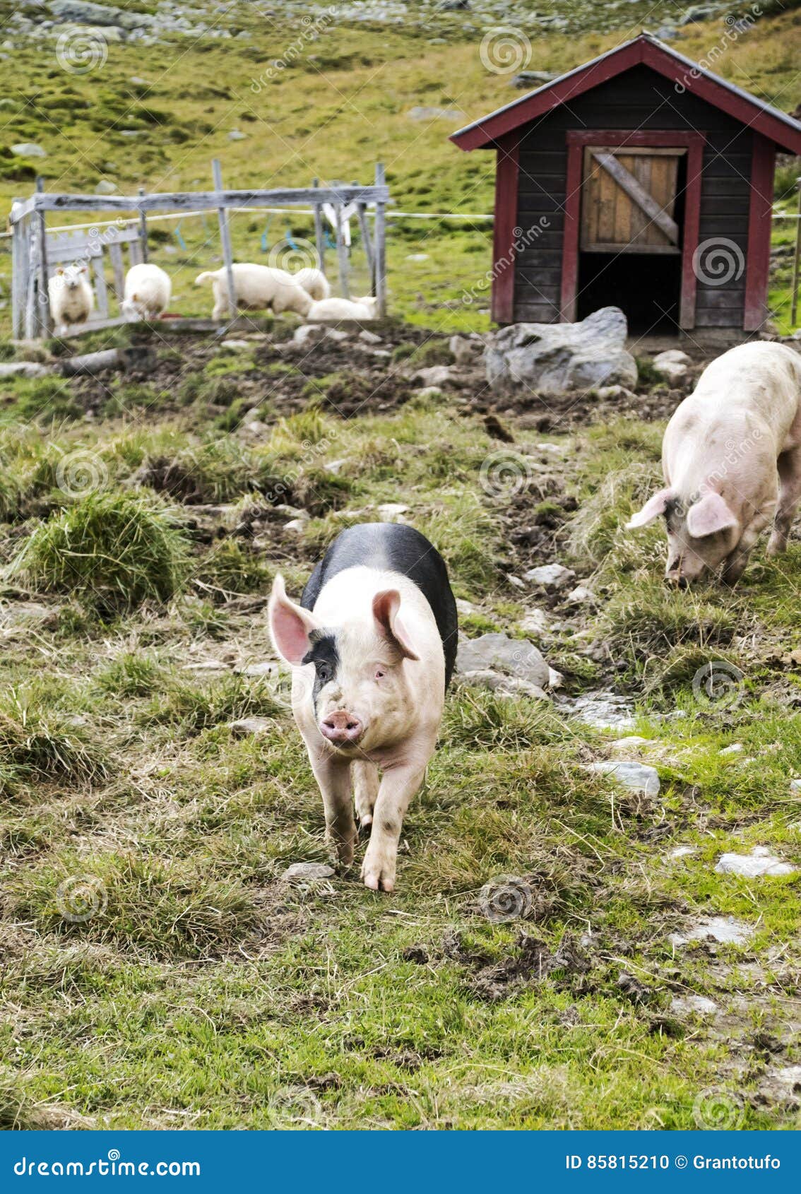 Pigs of Norway stock photo. Image of landscape, animal 85815210