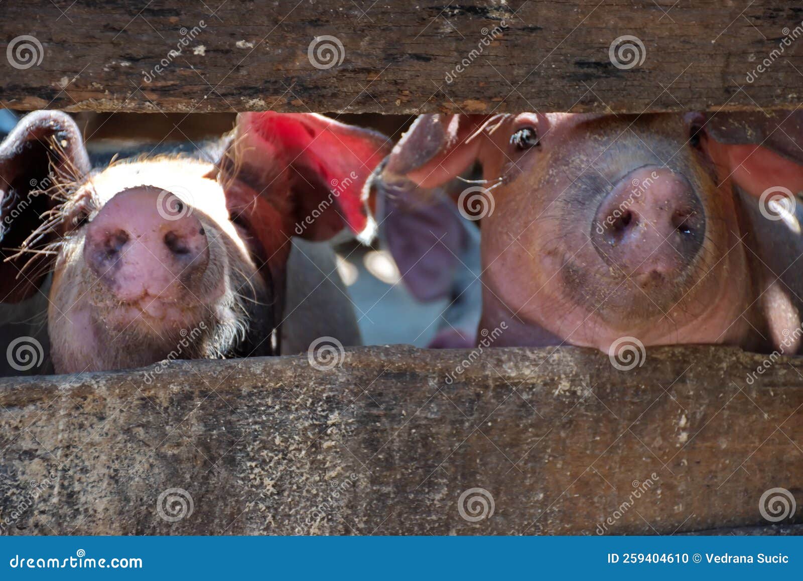 Pigs nose stock photo. Image of brown, ears, nose, background 259404610