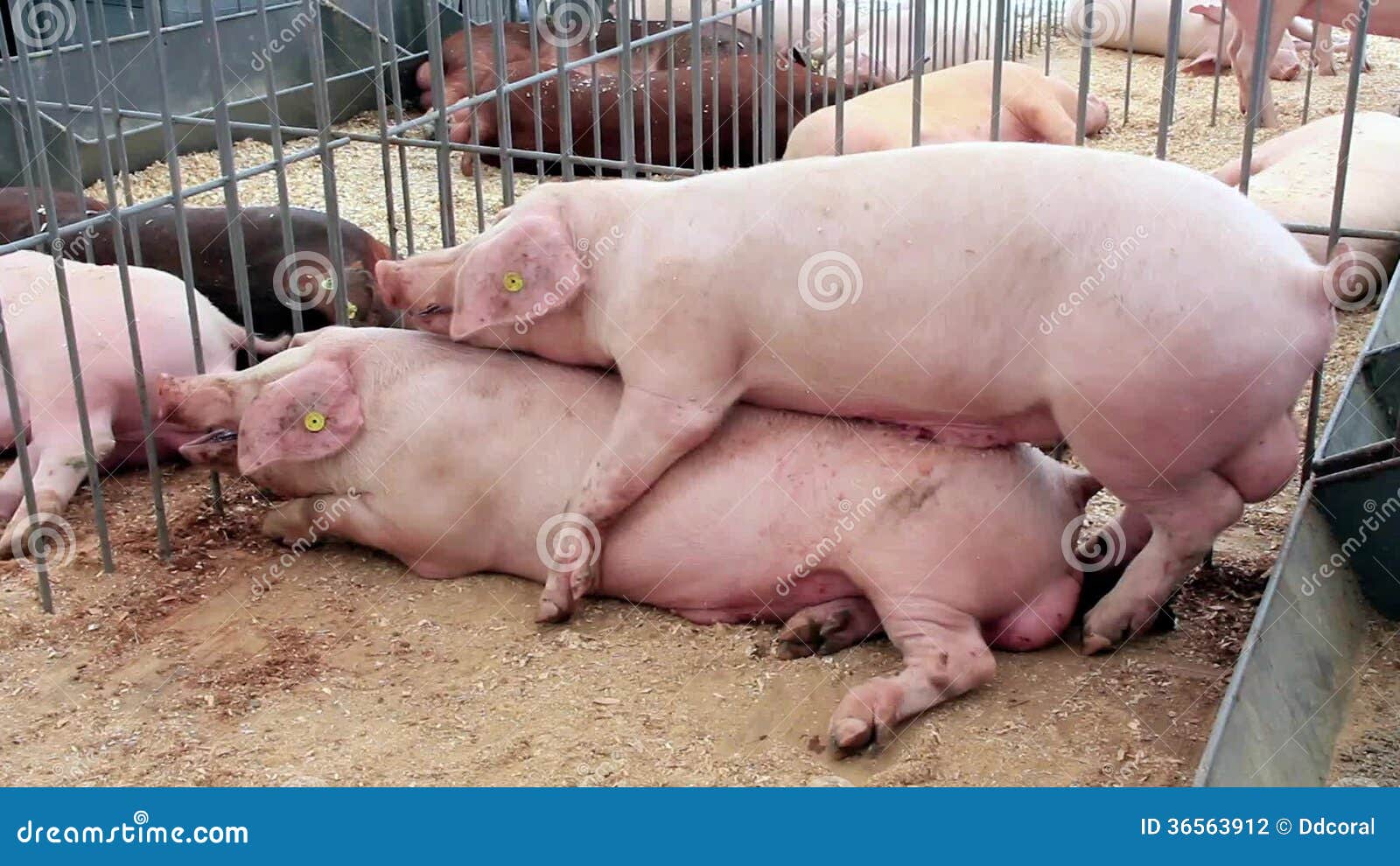 Pig And Girl Sex