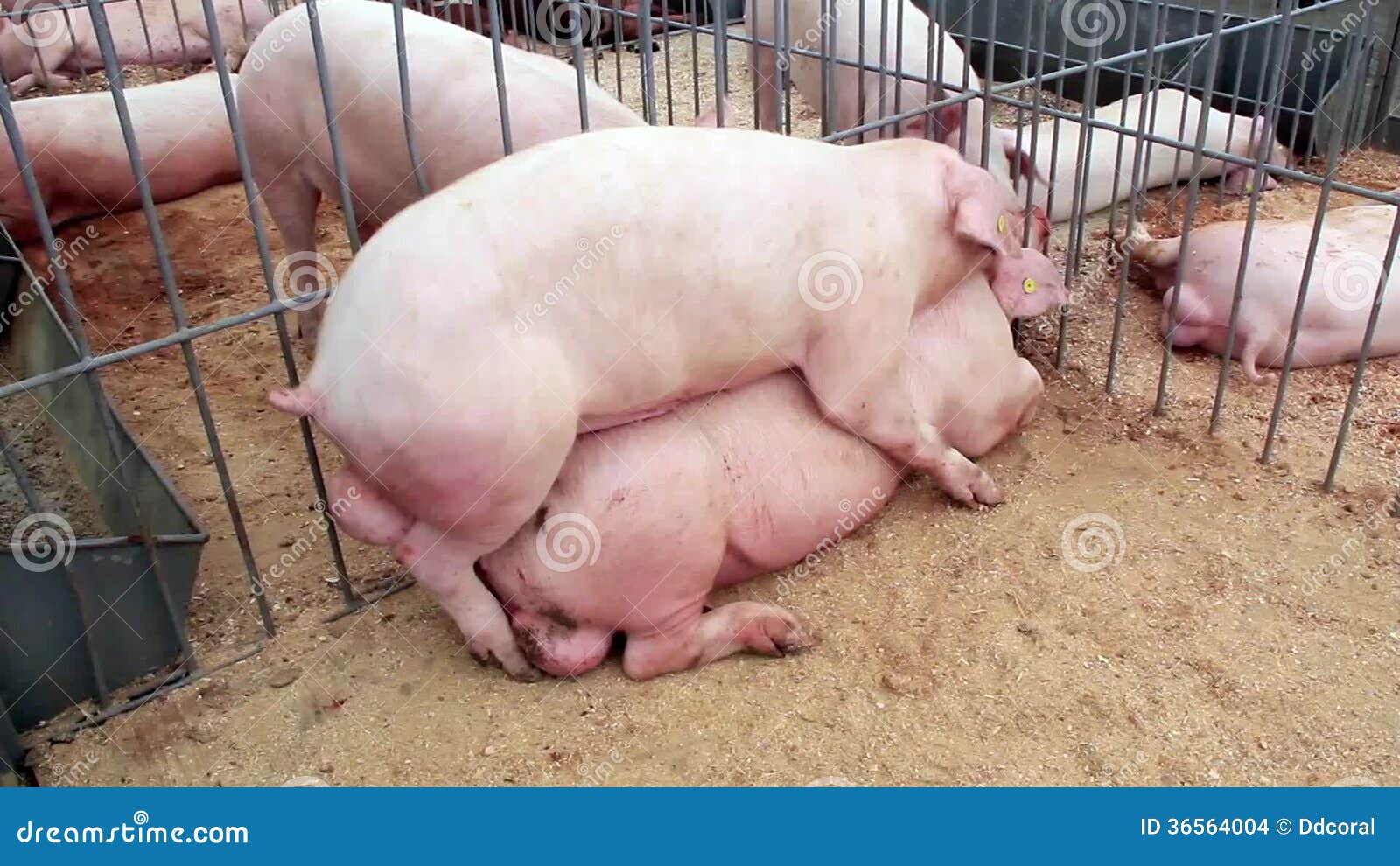 1300px x 821px - Pigs sex 3 stock video. Video of homosexuality, livestock ...