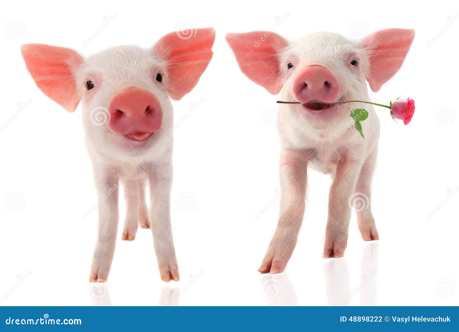 Pigs stock photo. Image of background, natural, card 48898222
