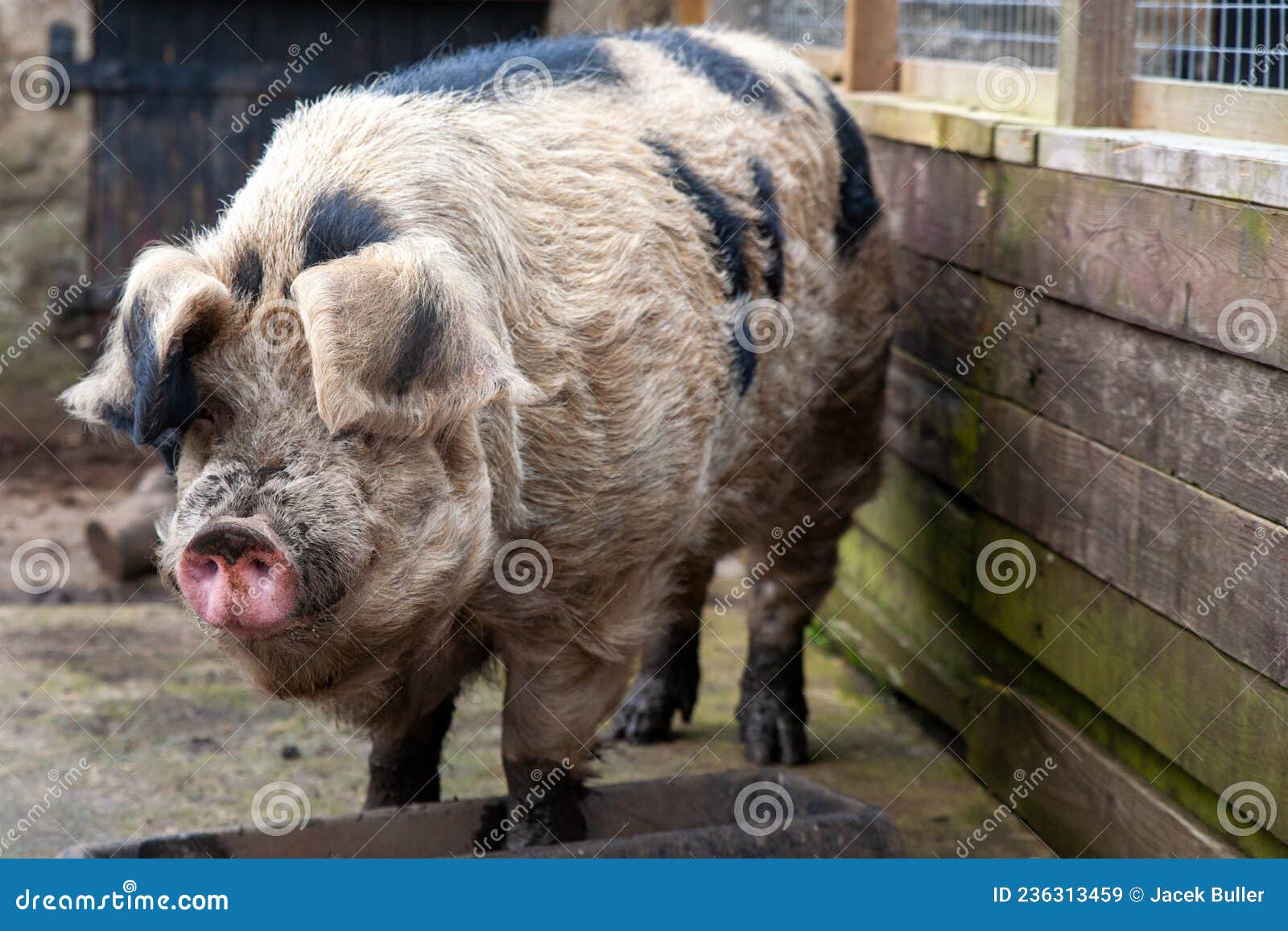 Pigs are the 4th Most Intelligent Animal Stock Image - Image of skins, common: 236313459 Pigs are the 4th Most Intelligent Animal Stock Image - Image of skins, common: 236313459