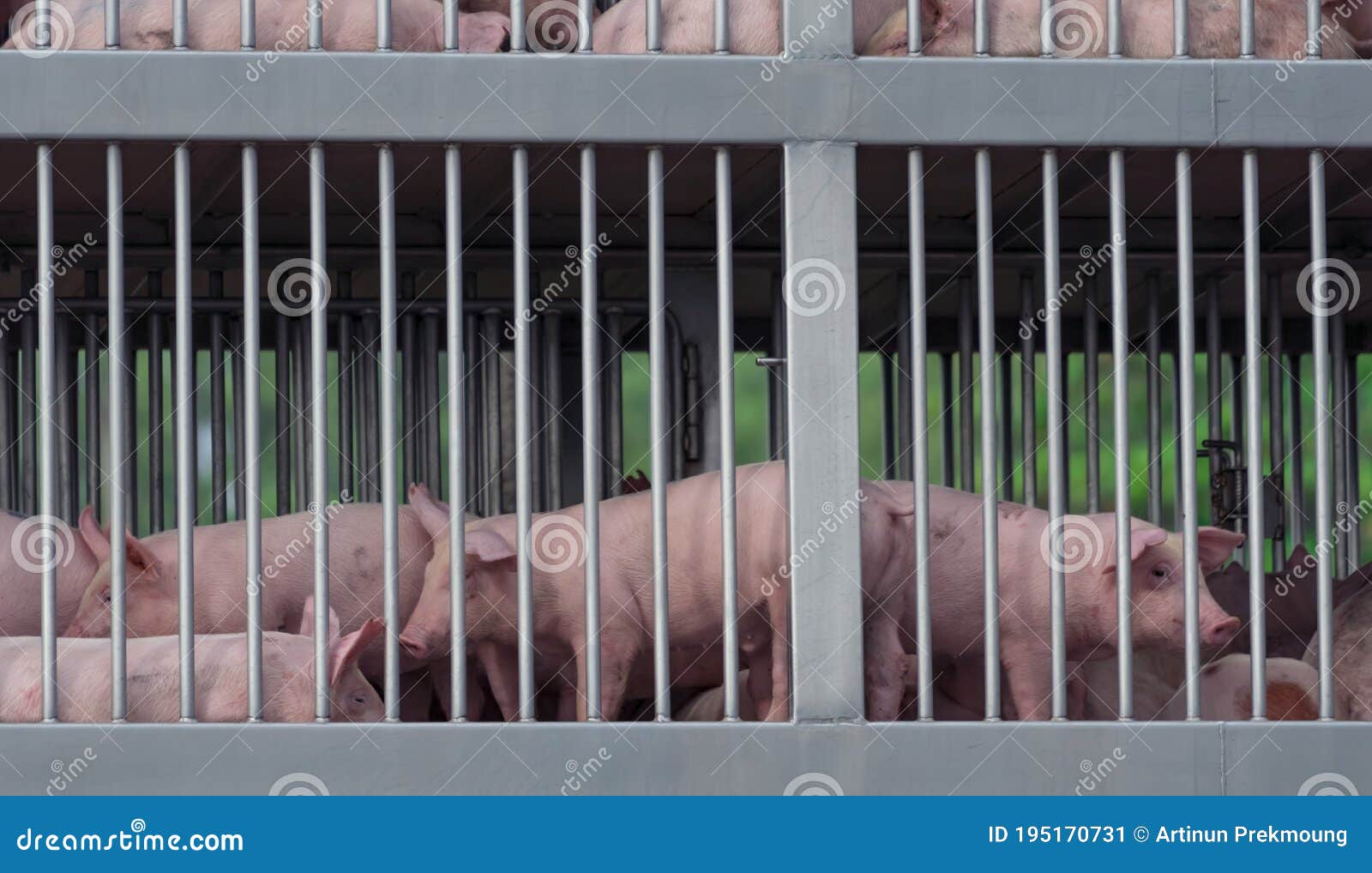 Pigs in Truck Transport from Farm To Slaughterhouse. African Swine Fever ASF and Swine Flu Concept Stock Image - Image of livestock, h1n1: 195170731 Pigs in Truck Transport from Farm To Slaughterhouse. African Swine Fever ASF and Swine Flu Concept Stock Image - Image of livestock, h1n1: 195170731