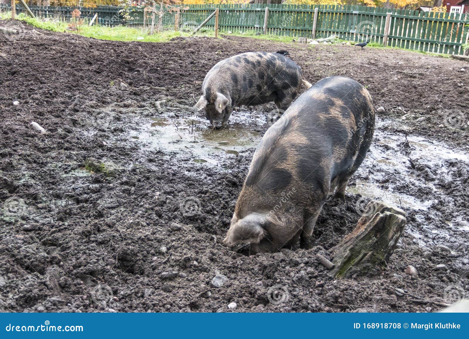 Pigs wallow in the mud stock photo. Image of closeup 168918708