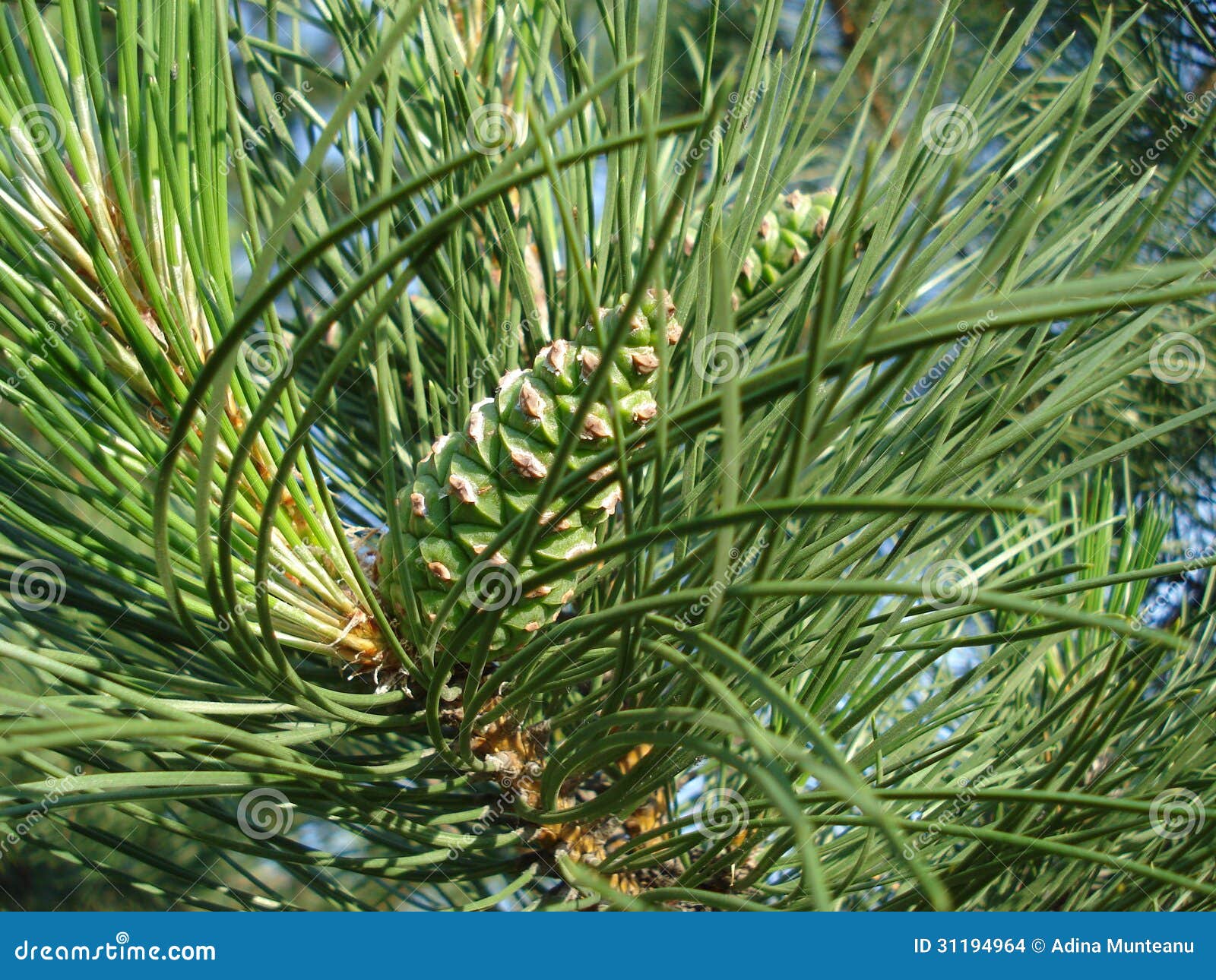 Pijnboom groene kegels stock foto. Image of naaldboom 31194964