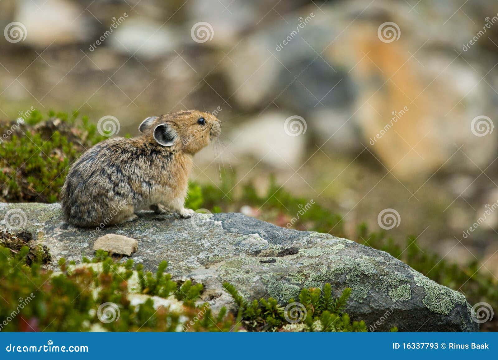 Pika stock image. Image of animal, mammal, looking, pika ...