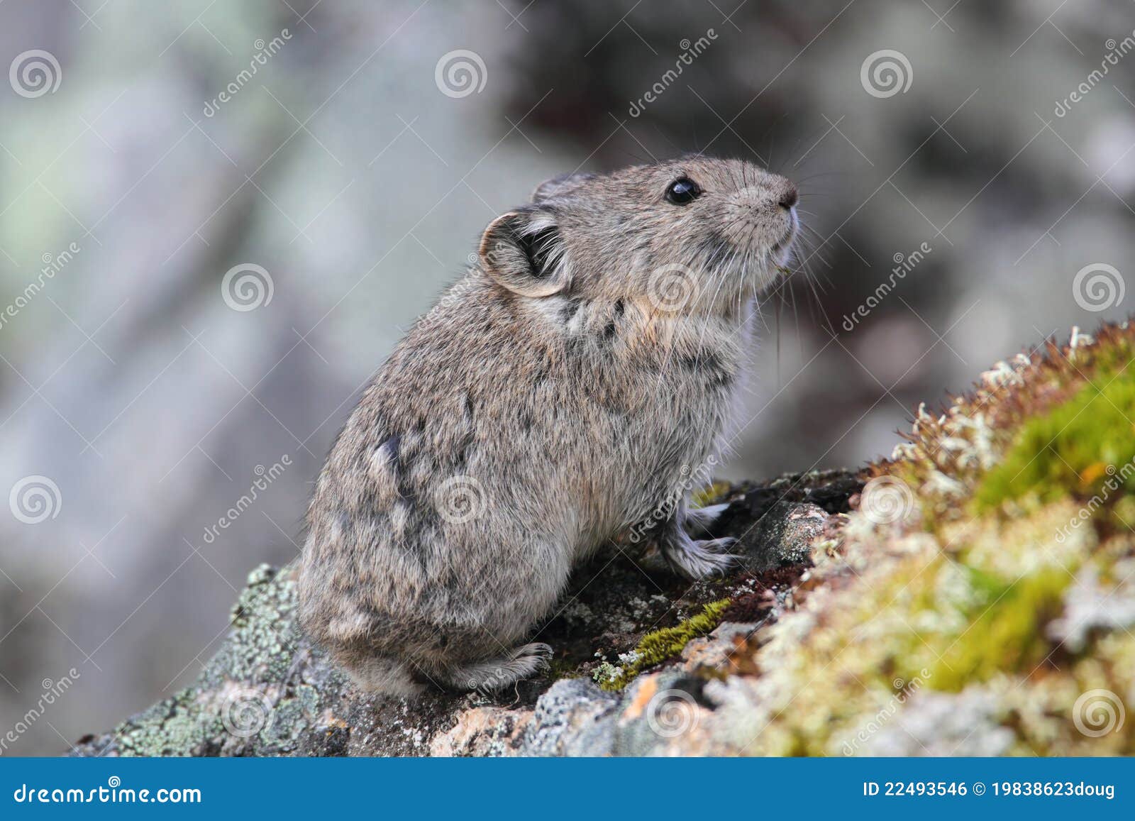 Pika stock photo. Image of mammal, mouth, pika, boulder ...