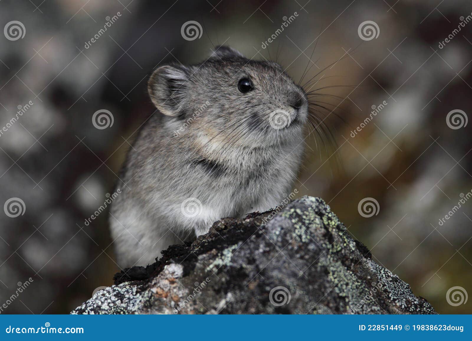 Pika stock image. Image of rock, hair, nature, alaska ...