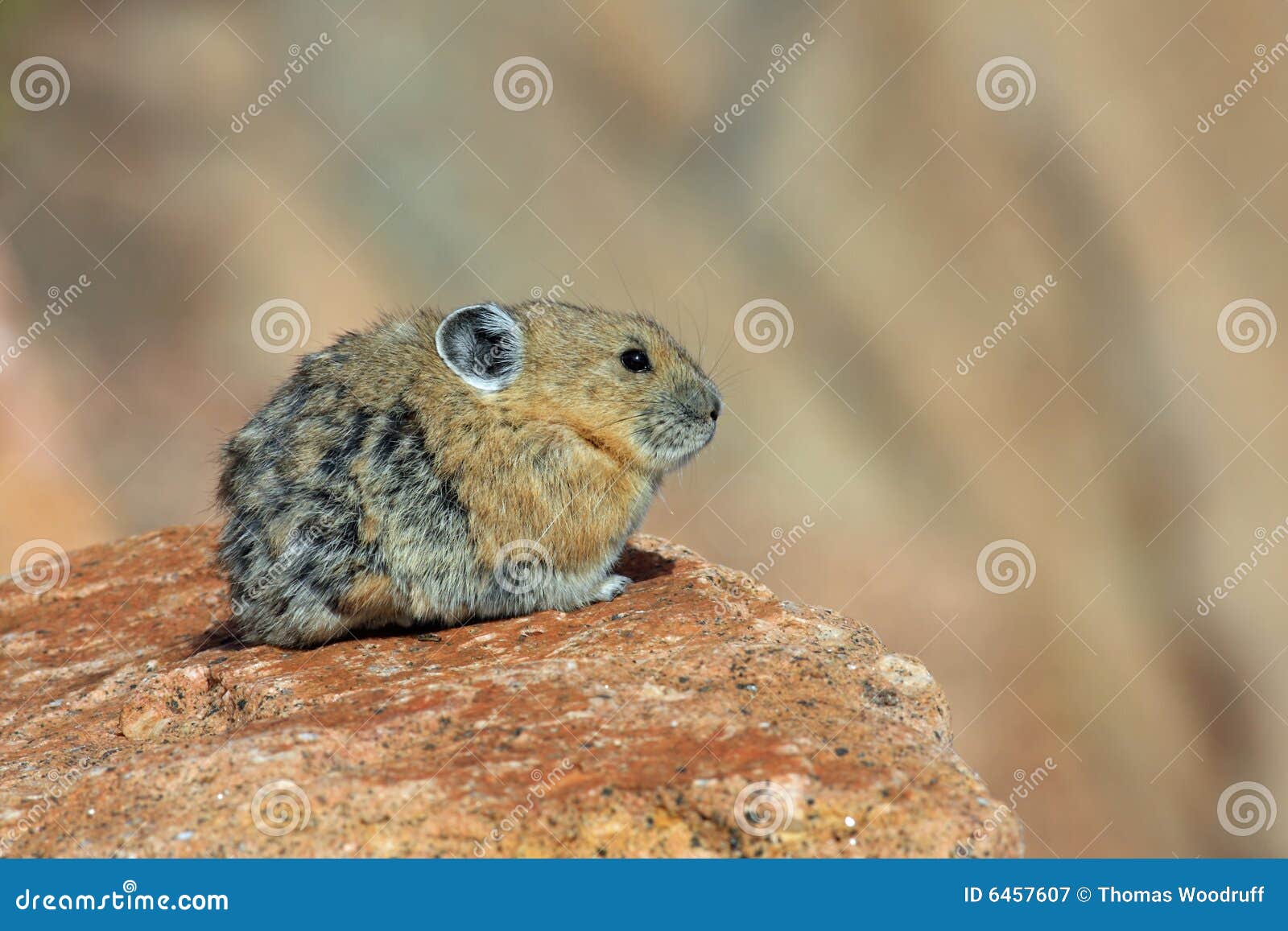 Pika stock image. Image of small, pika, wildlife, nature ...