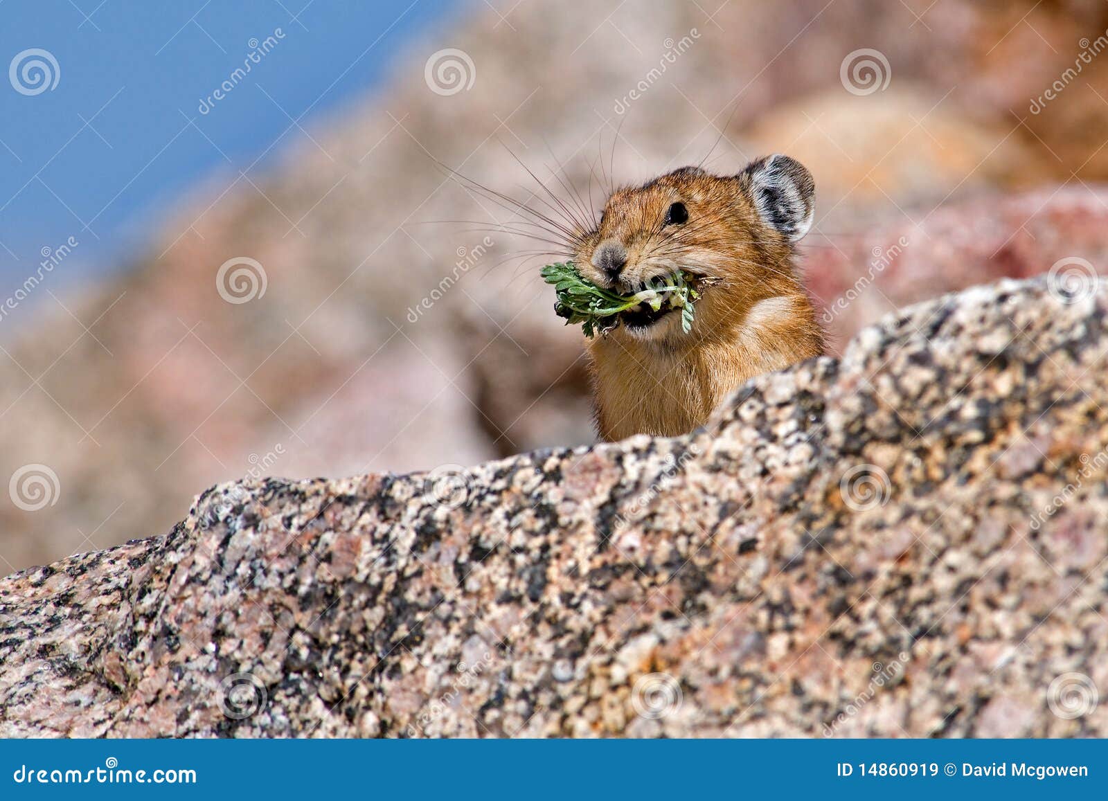 Pika foraging for food stock image. Image of alpine ...