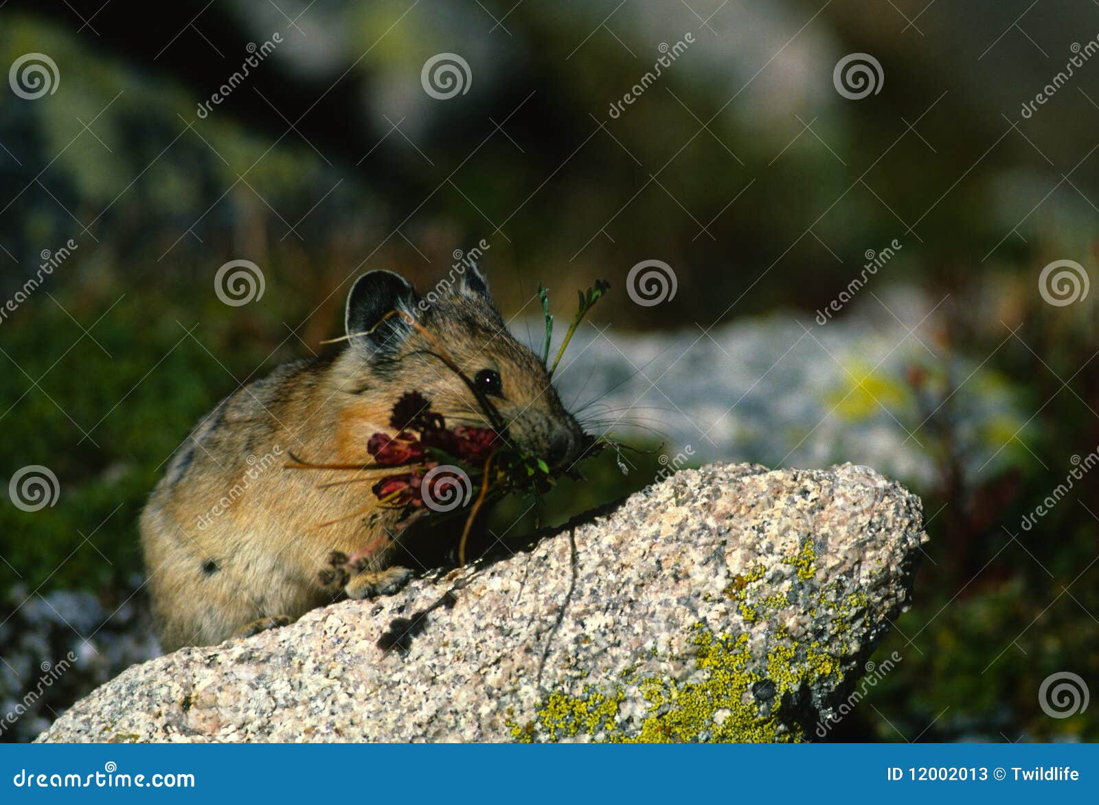 Pika With Mouthful Of Grass Stock Image - Image of pika ...