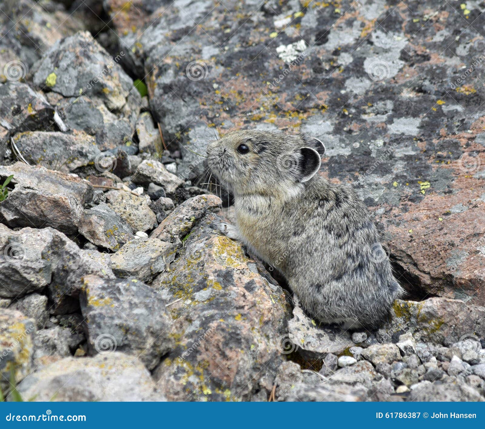 Pika in the rocks stock image. Image of animal, rocks ...