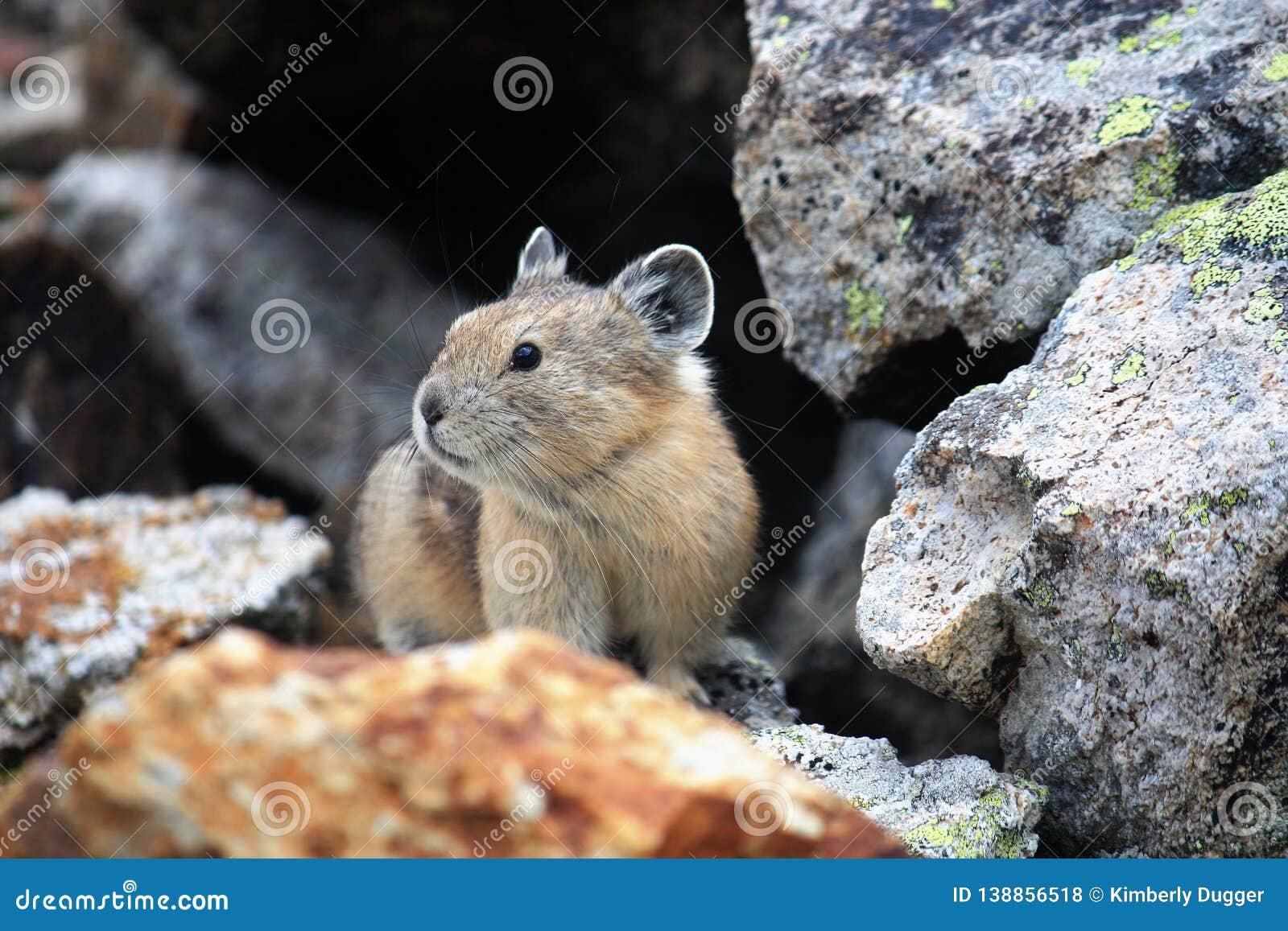 Pika In Rocky Mountains Of Colorado Stock Photo - Image of ...