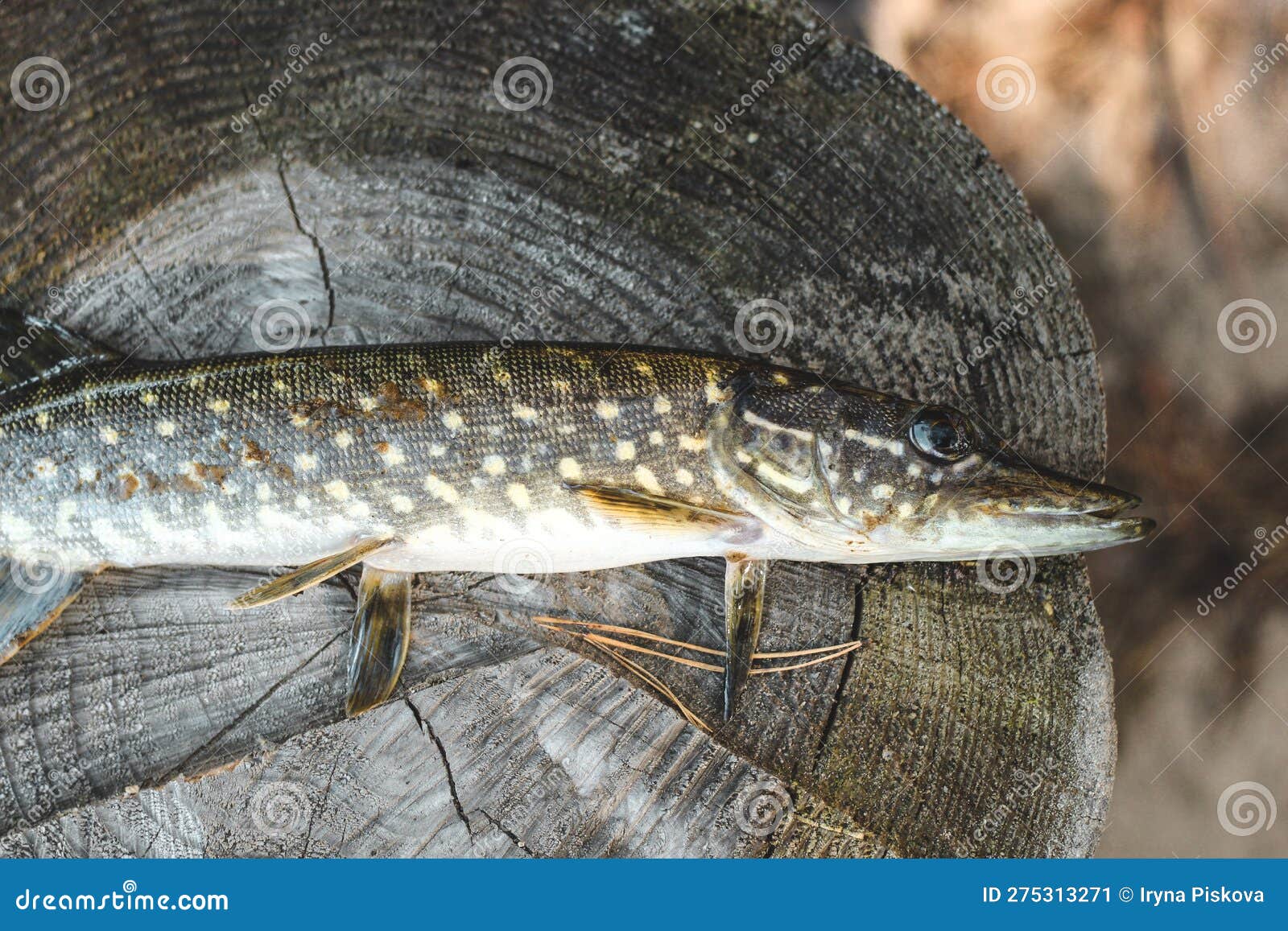 Pike Fish Caught by a Fisherman with a Wound from a Bite, Illness. Stock  Image - Image of fish, angler: 275313271