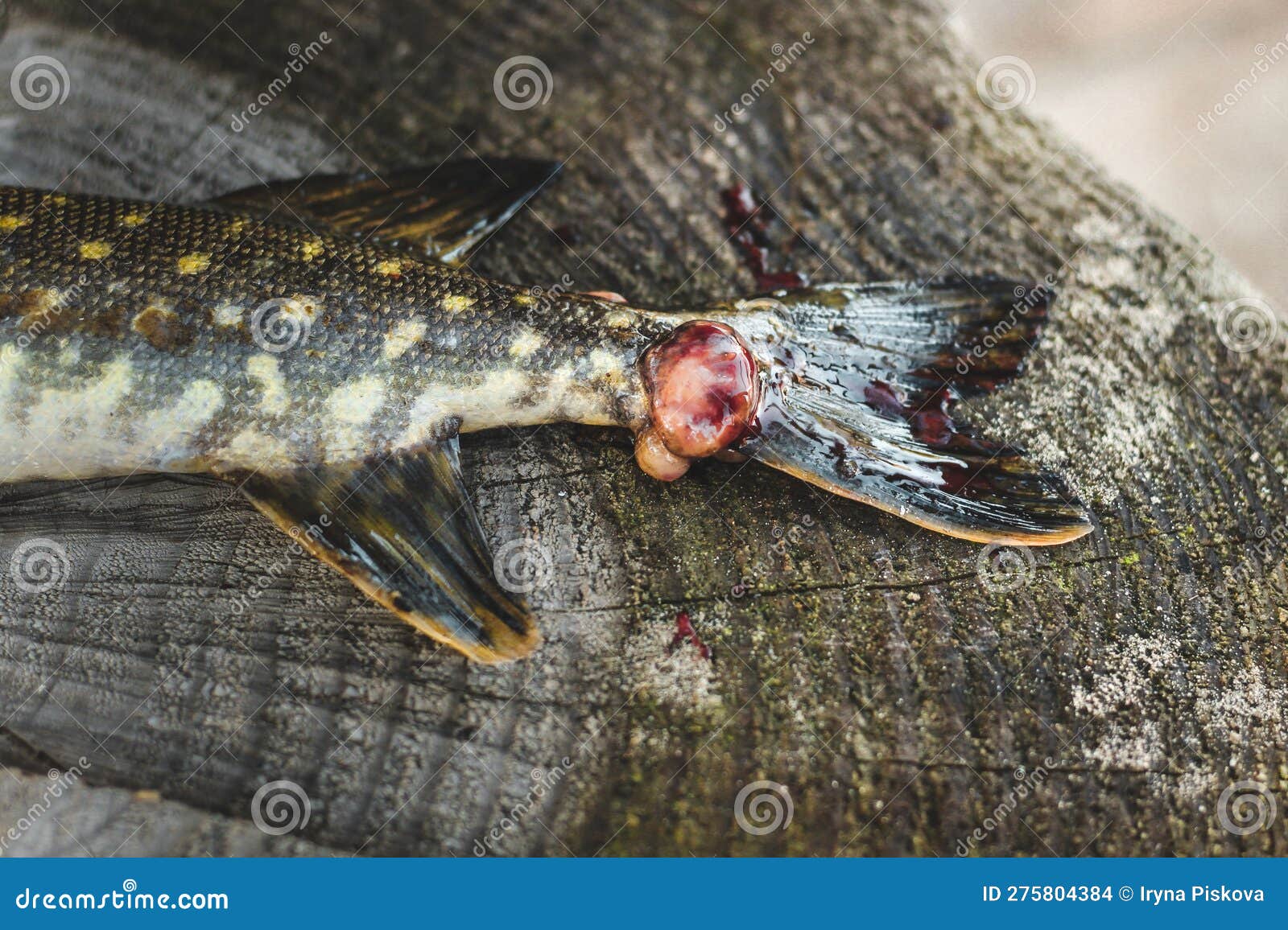 Pike Fish Caught by a Fisherman with a Wound from a Bite, Illness. Stock  Photo - Image of fishing, fresh: 275804384