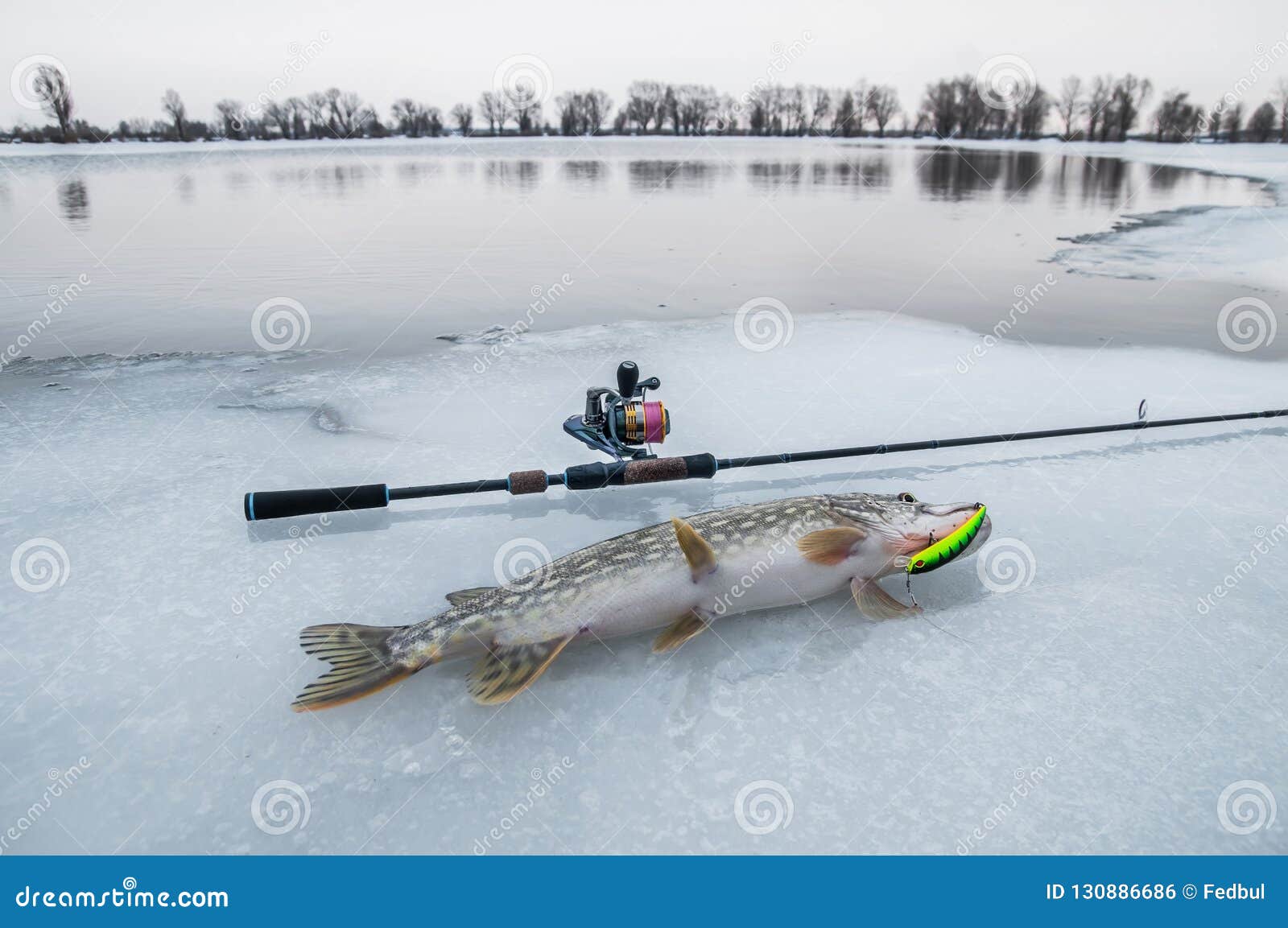 1,106 Ice Fishing Pike Stock Photos - Free & Royalty-Free Stock Photos from  Dreamstime
