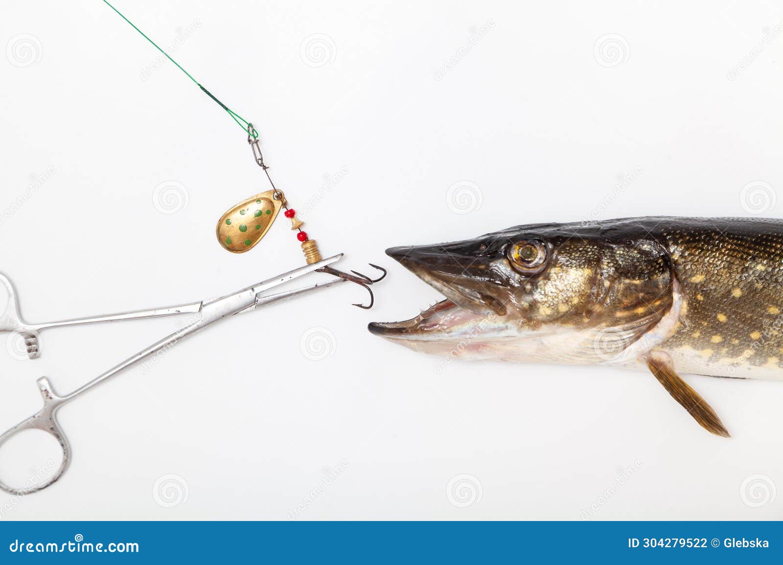 Pike and Bait Lies on White Background Close-up Stock Photo