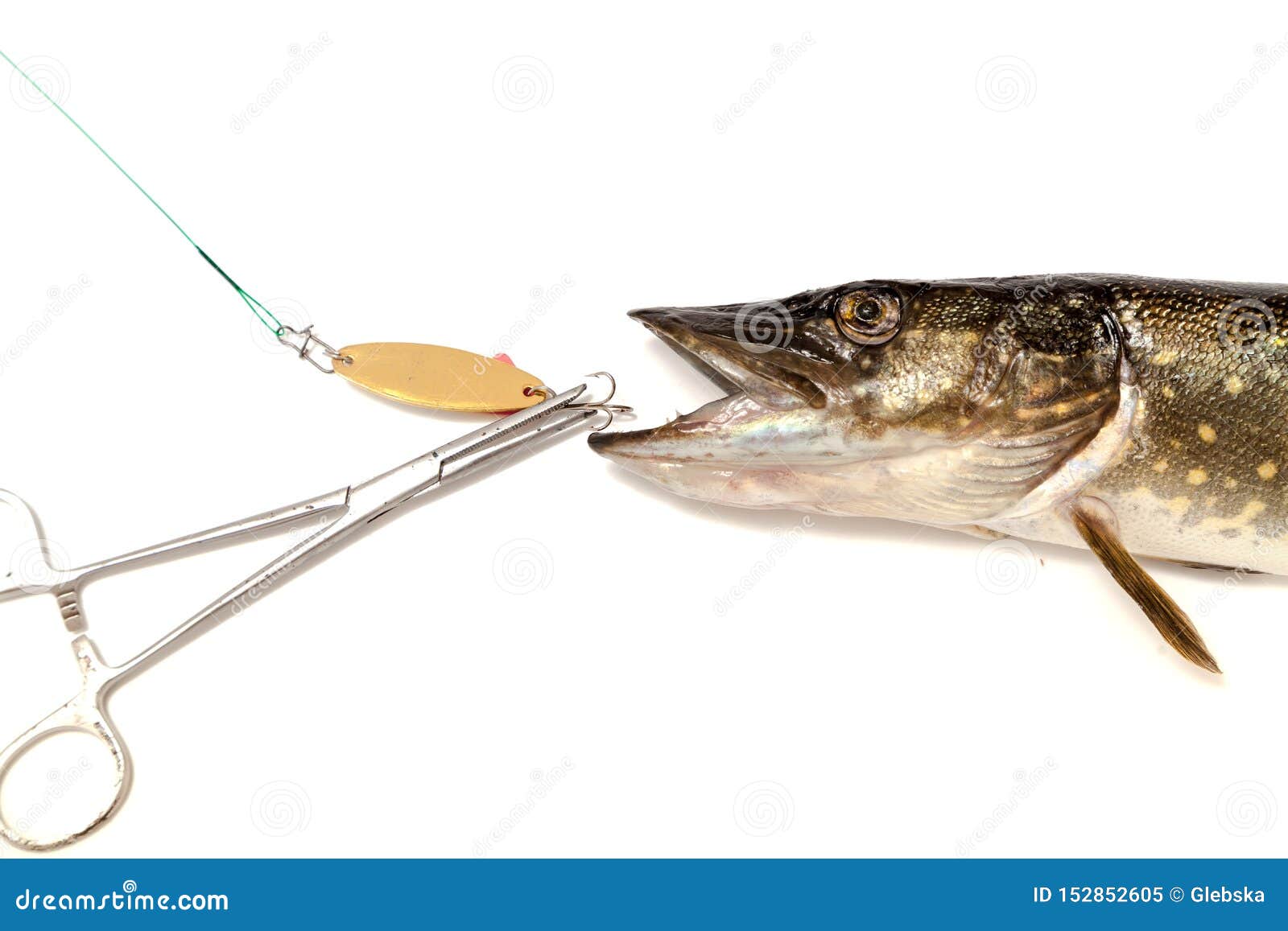 Pike and Lure Lying on White Background Stock Image - Image of