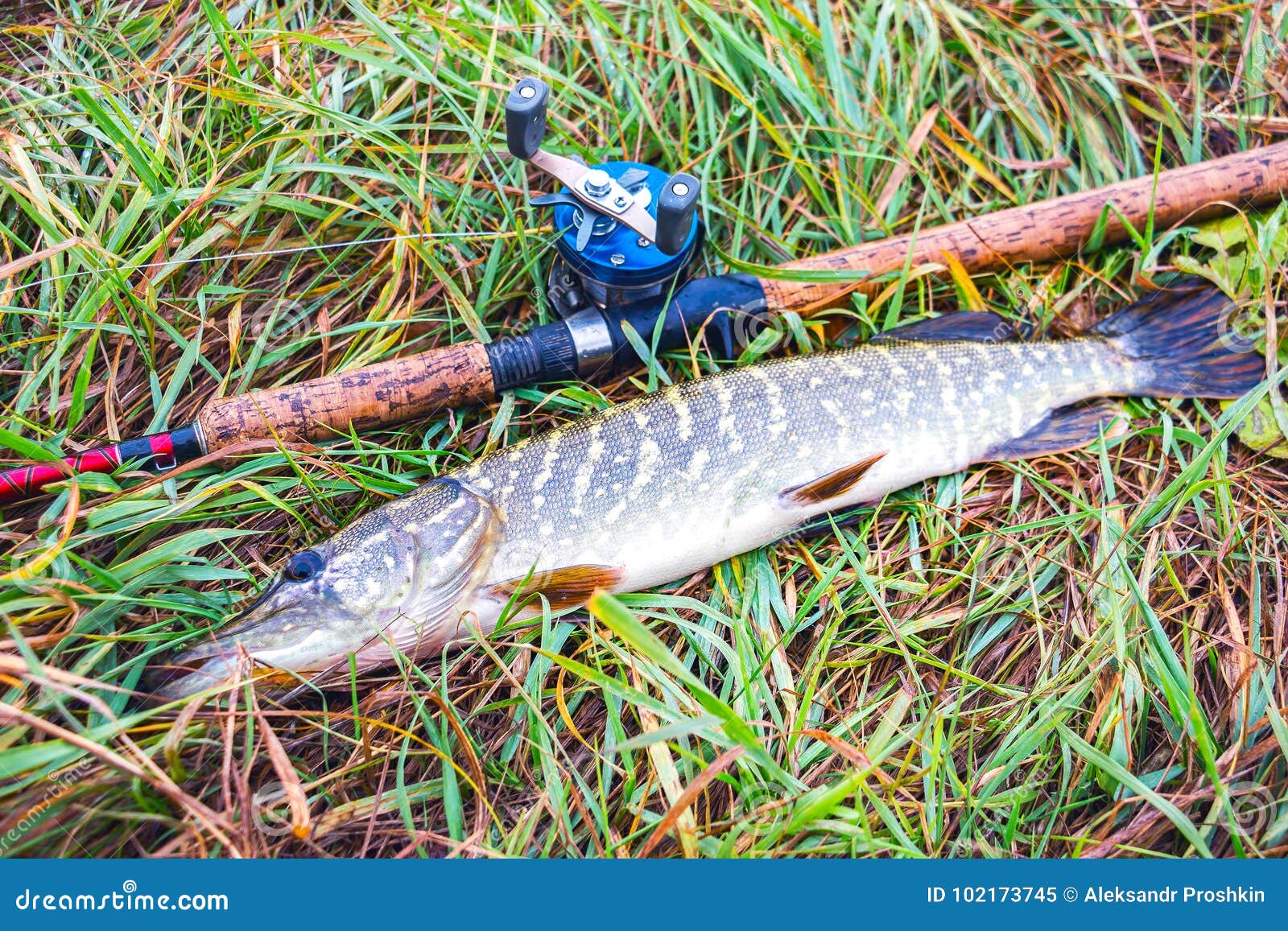 Pike, Rod and Baitcasting Reel Stock Image - Image of autumn