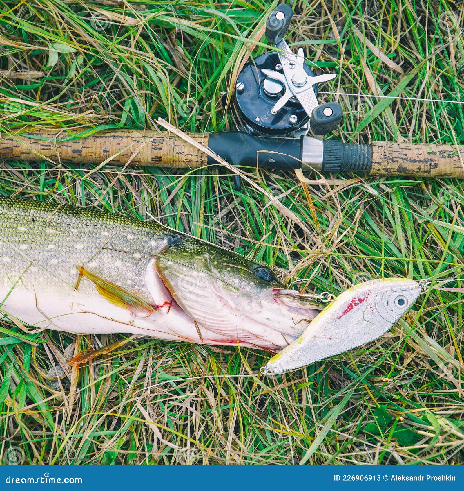 Pike and Spinning with Baitcasting Reel on Grass Stock Image