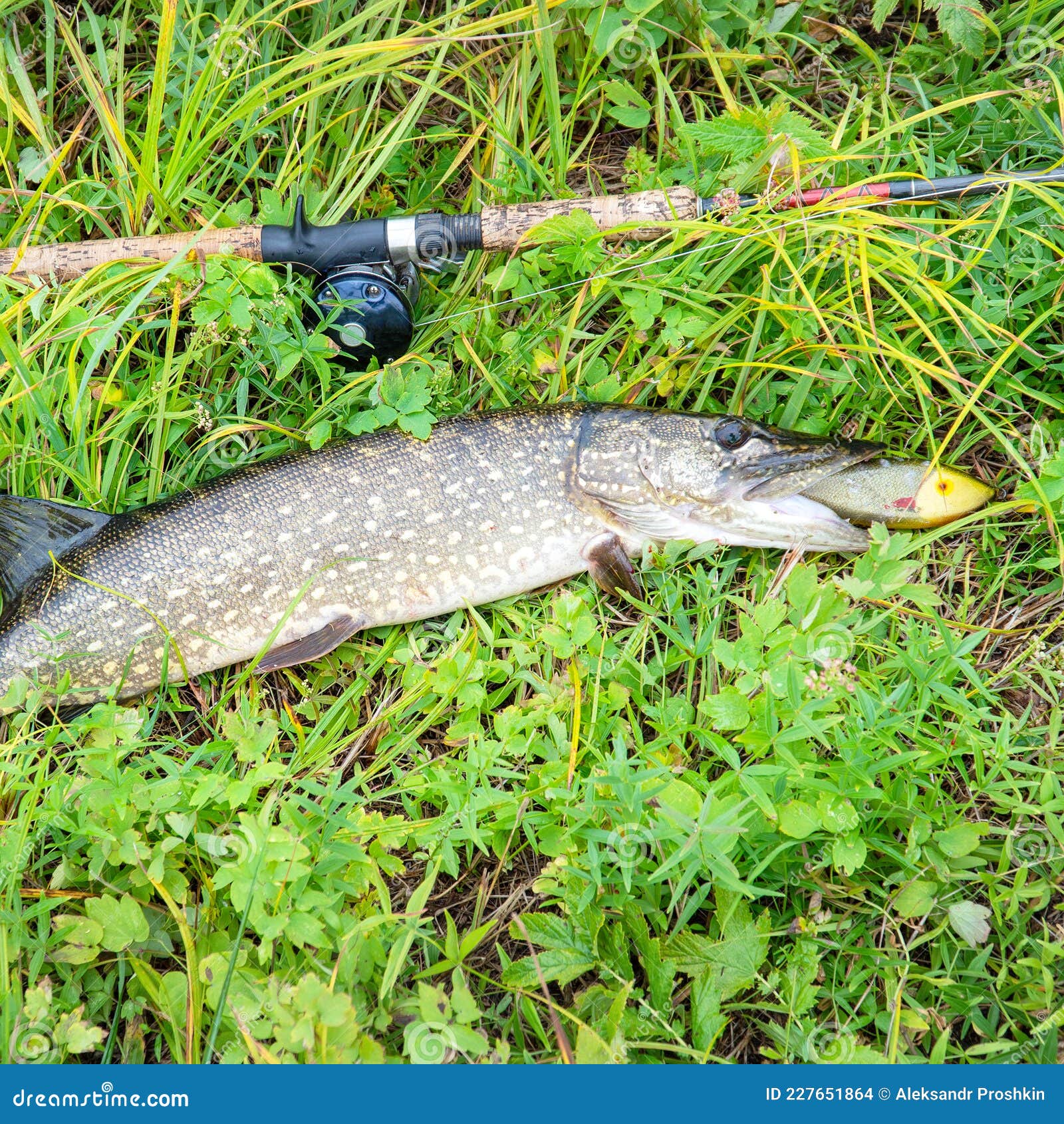 Pike and Spinning with Baitcasting Reel on Grass Stock Photo