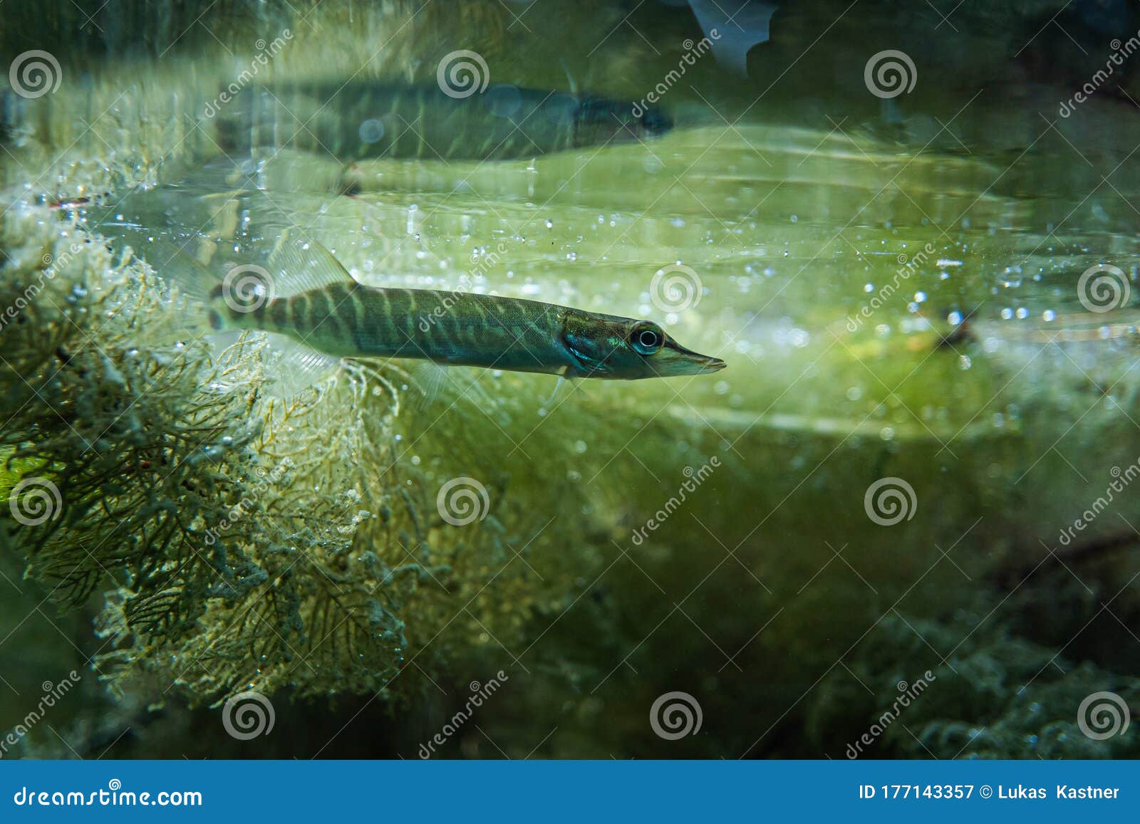 150 Underwater Muskie Stock Photos - Free & Royalty-Free Stock