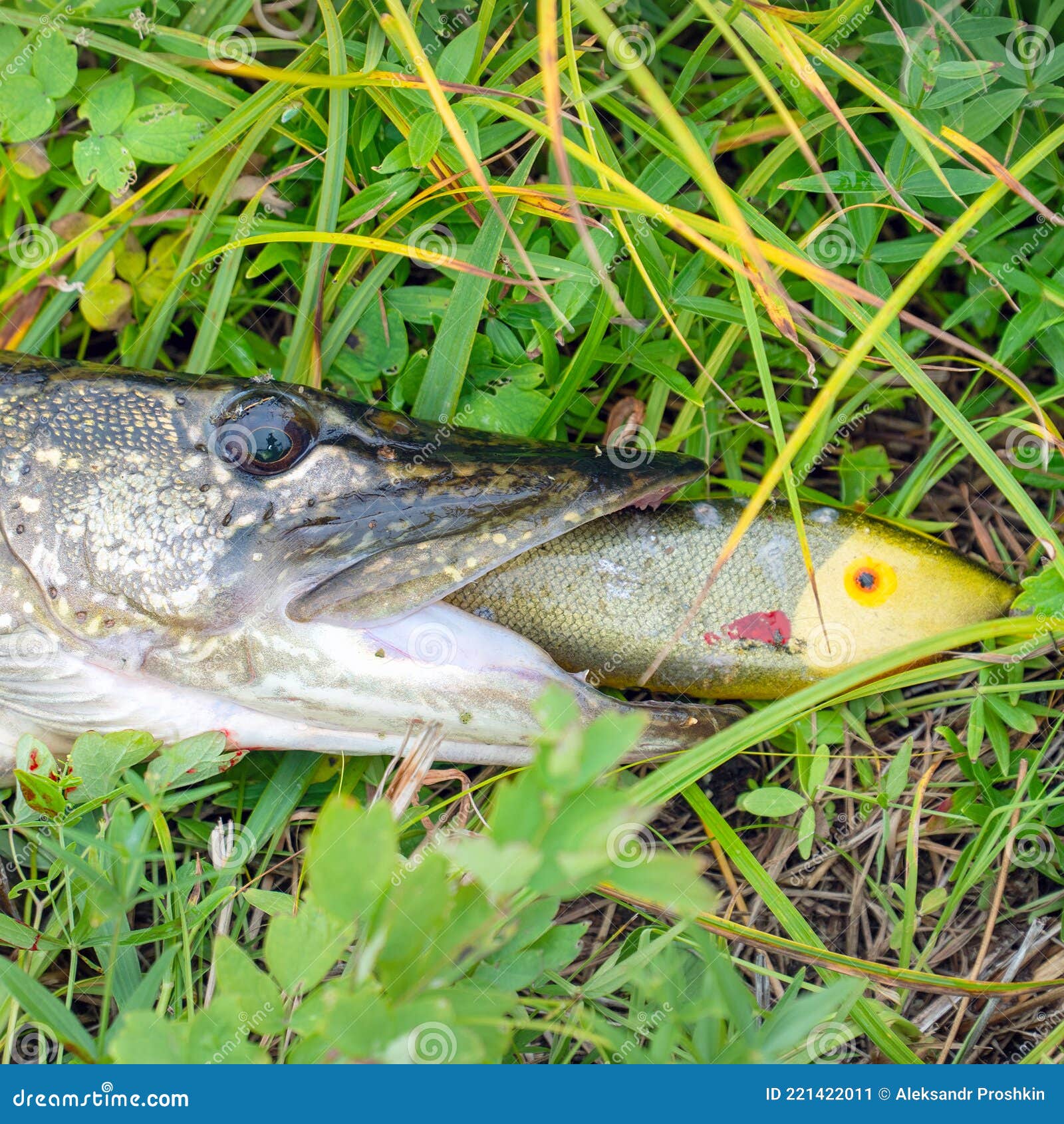 Pike with Wobbler or Jerkbait in Mouth on Grass Stock Image