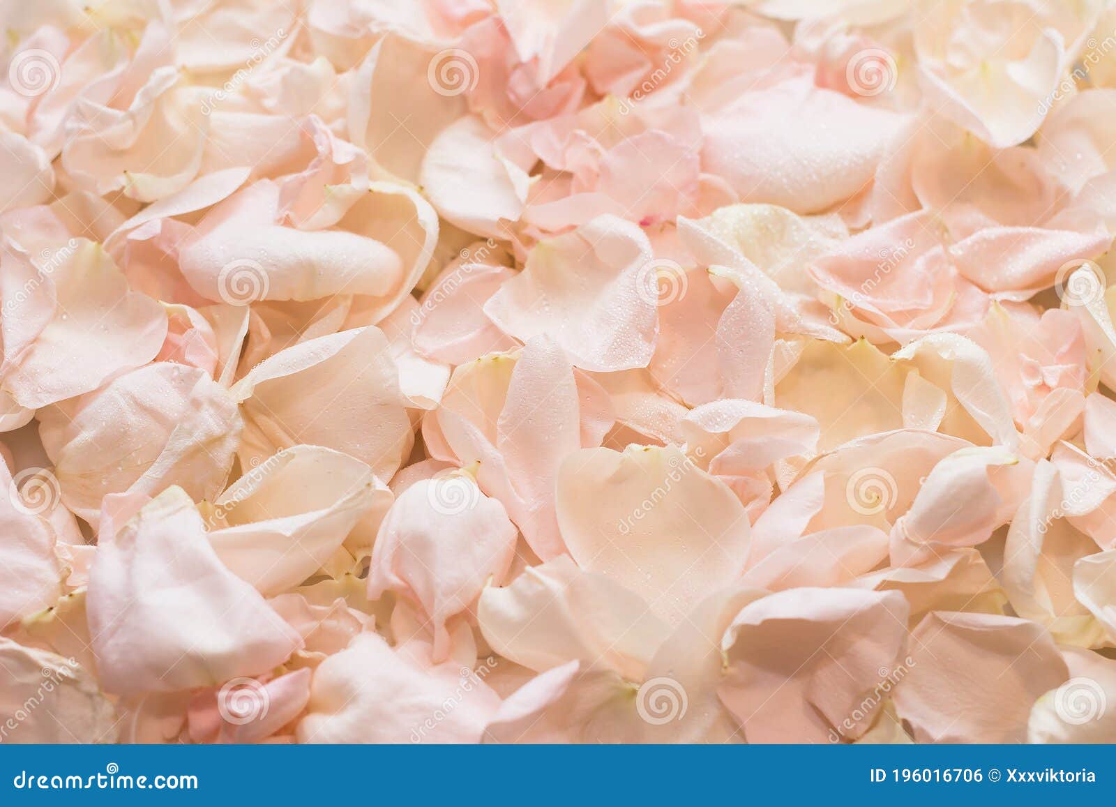 Pila De Pétalos De Rosas Rosas Rosas Rosas Con Gotas De Agua Para El Fondo  De Las Flores Segunda Vida. Foco Desdibujado. Cerrar Foto de archivo -  Imagen de pétalo, extracto: 196016706