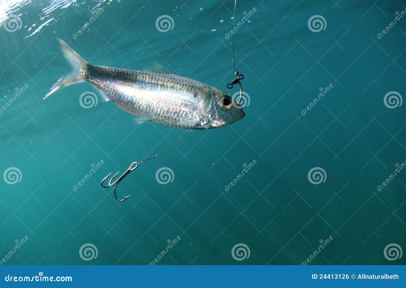 Pilchard fish bait on hook stock photo. Image of pilchard - 24413126