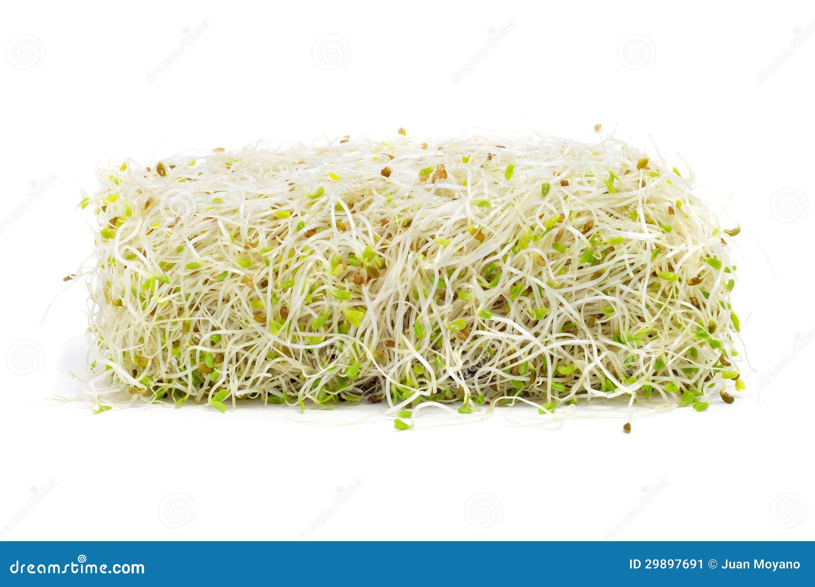 alfalfa sprouts