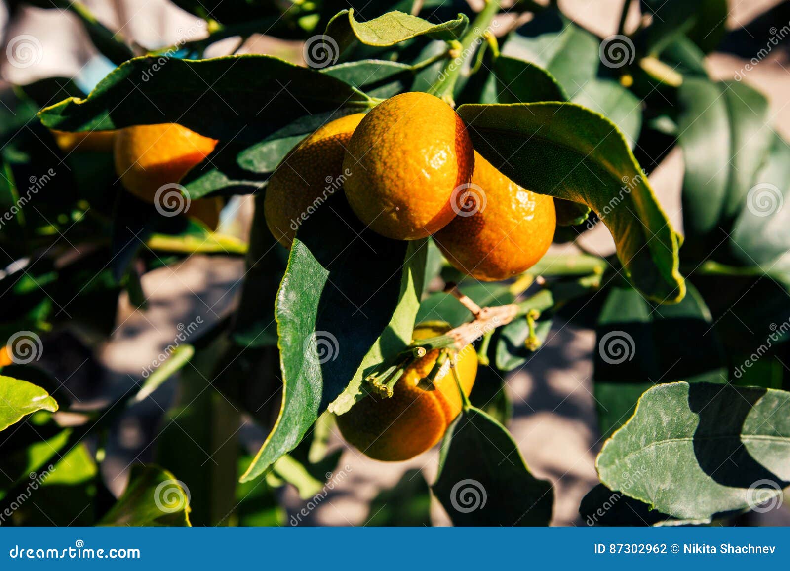 A Pile of Beautiful Yellow Kumquats Growing on the Tree. Stock Photo
