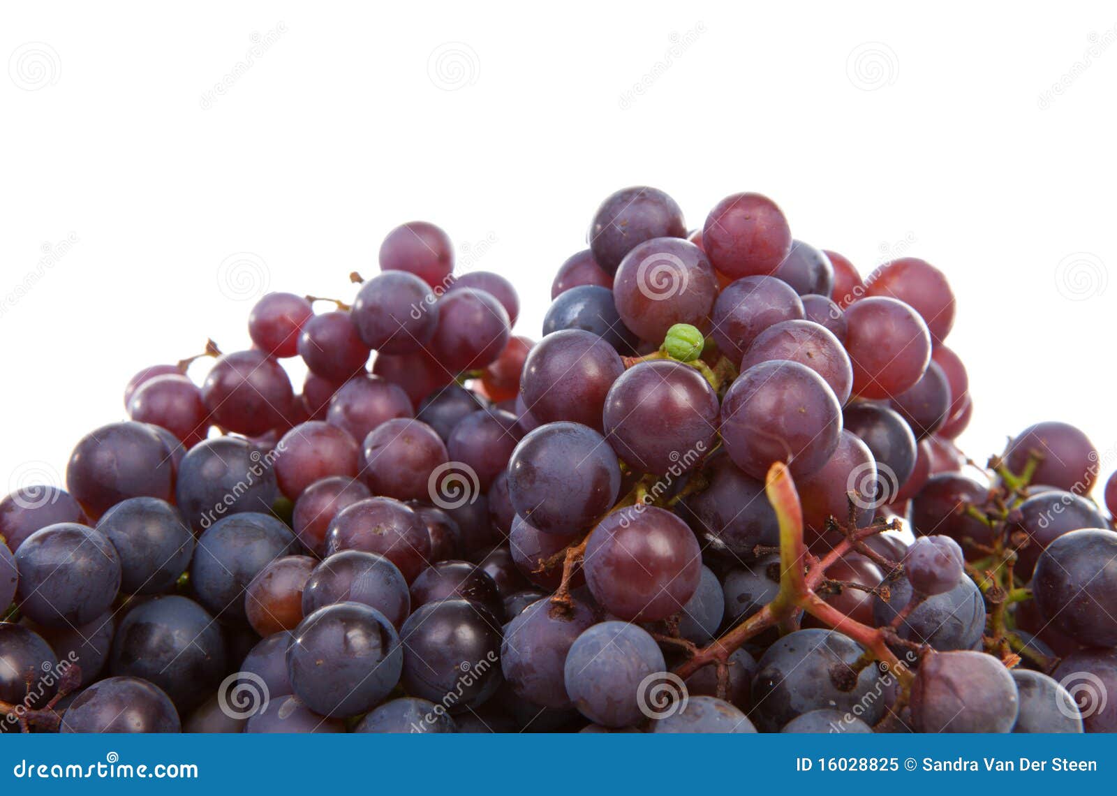 Pile of blue grapes stock image. Image of blue, nature 16028825