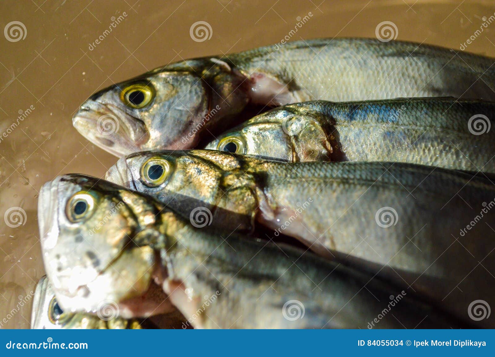 Pile of Bluefish in a Glass Bowl before Cooking Stock Photo Image of