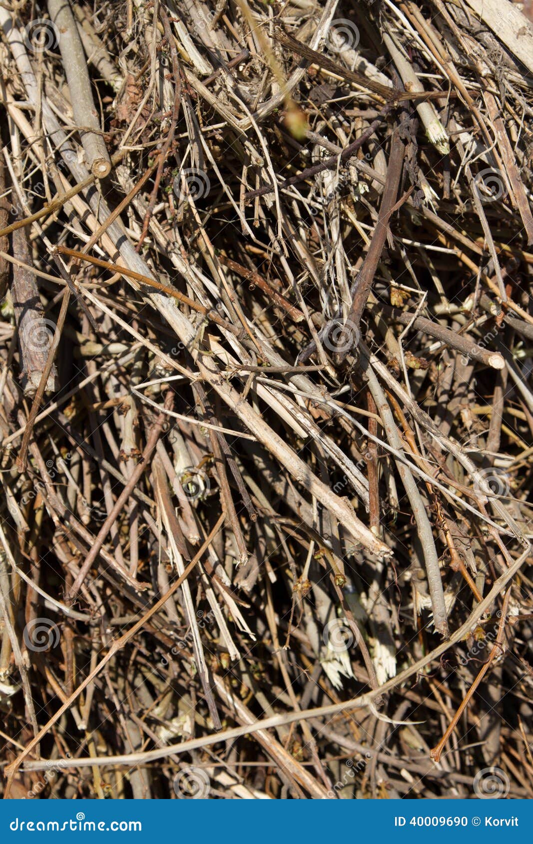 Pile of branches stock photo. Image of isolated, outdoor 40009690