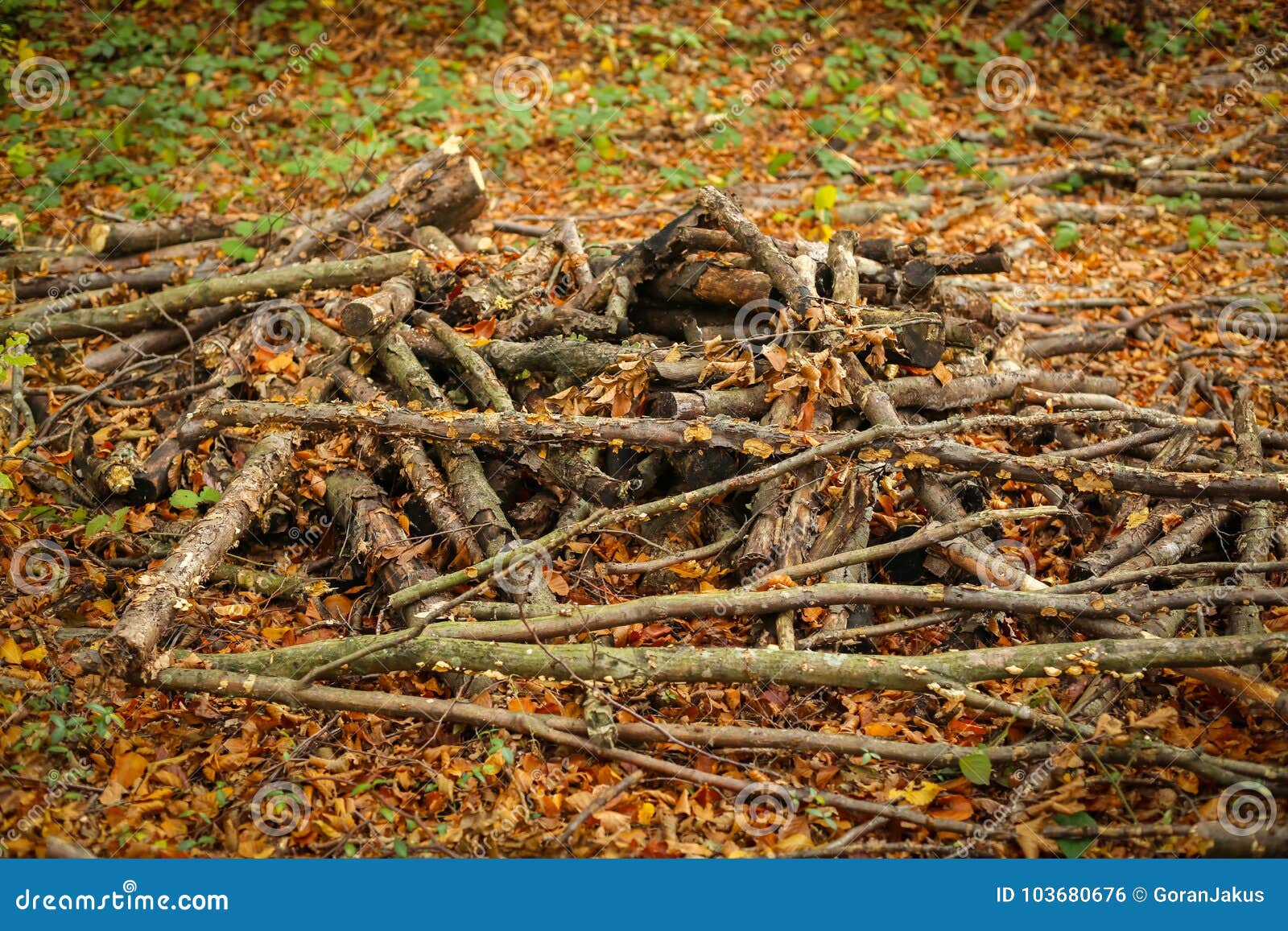 Pile of branches stock photo. Image of stack, fall, pile 103680676