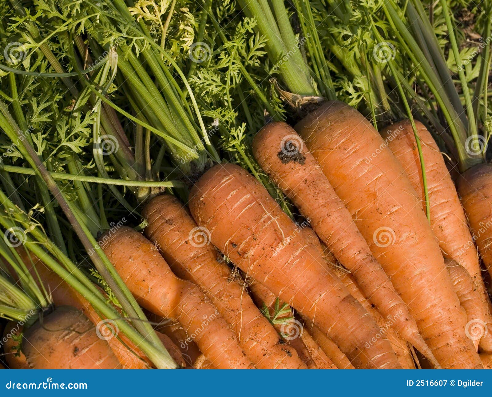 Pile of carrots stock image. Image of fresh, produce, dirt 2516607