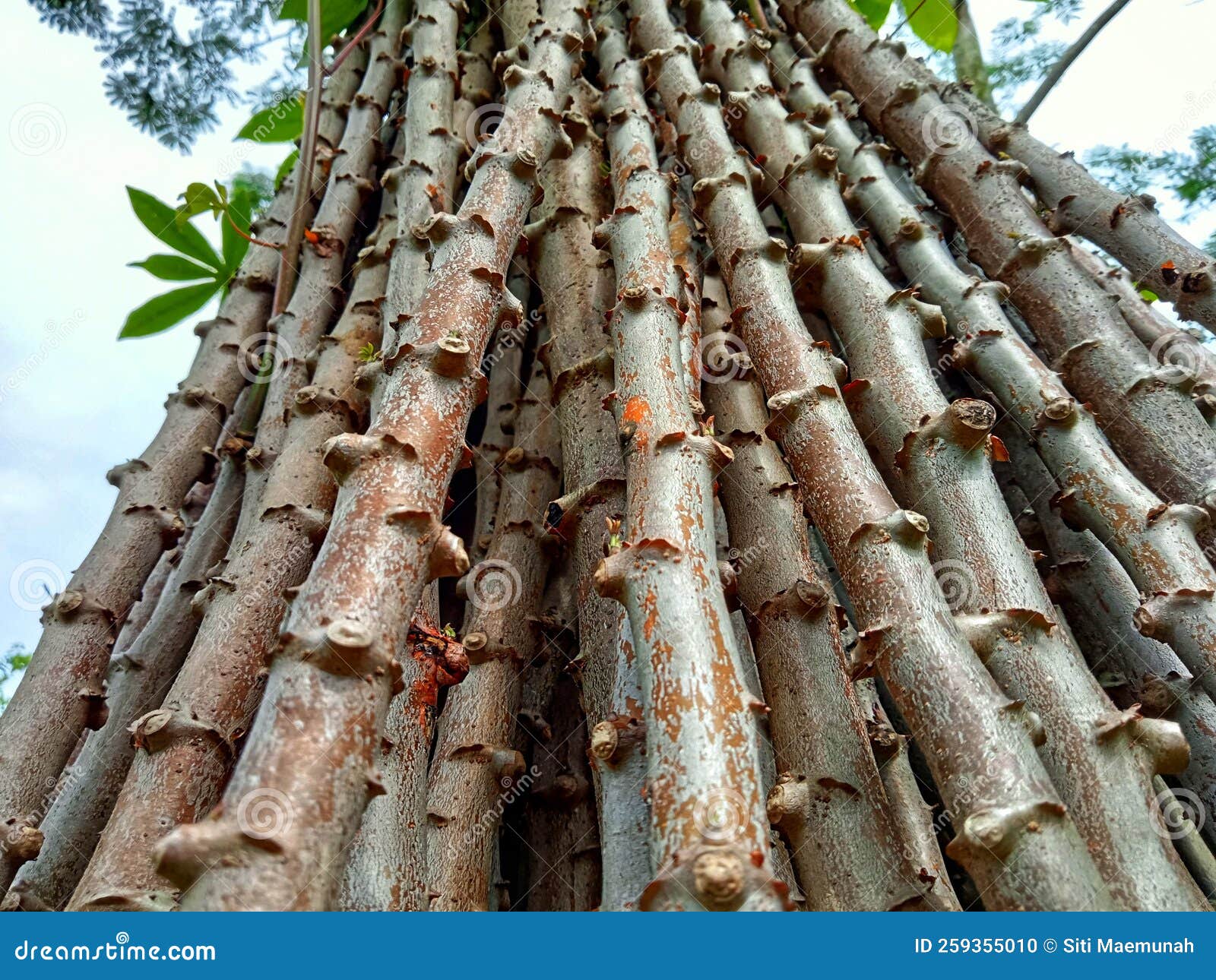 Pile of Cassava Plants Seen from Bottom To Top Stock Photo - Image of 
