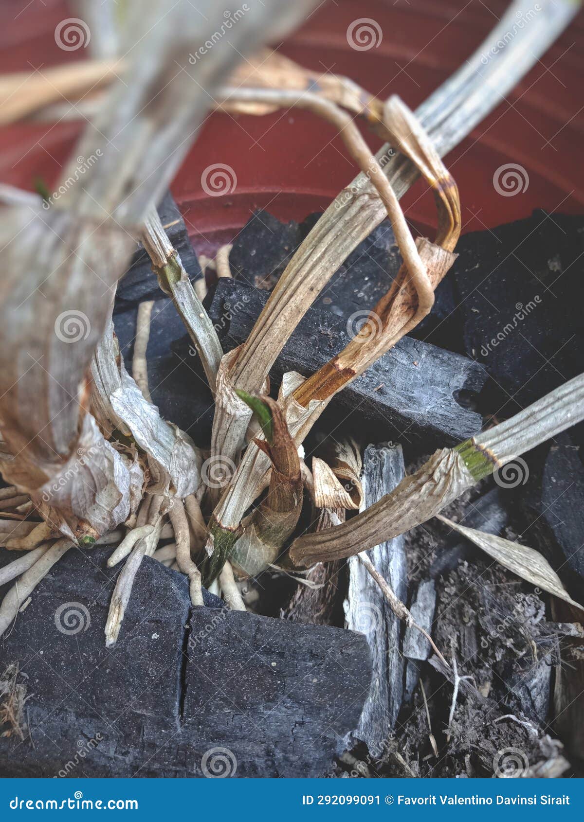 Pile of Charcoal in a Plant Pot Stock Image Image of charcoal
