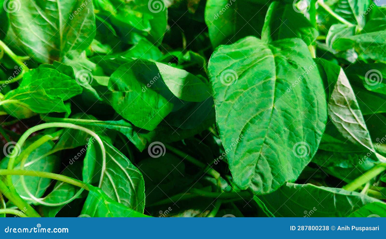 Pile of Chopped Spinach Leaves for Cooking Stock Photo - Image of