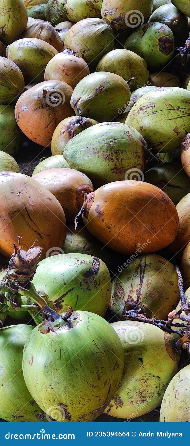 Pile of Coconuts of Various Types and Sizes Stock Photo Image of