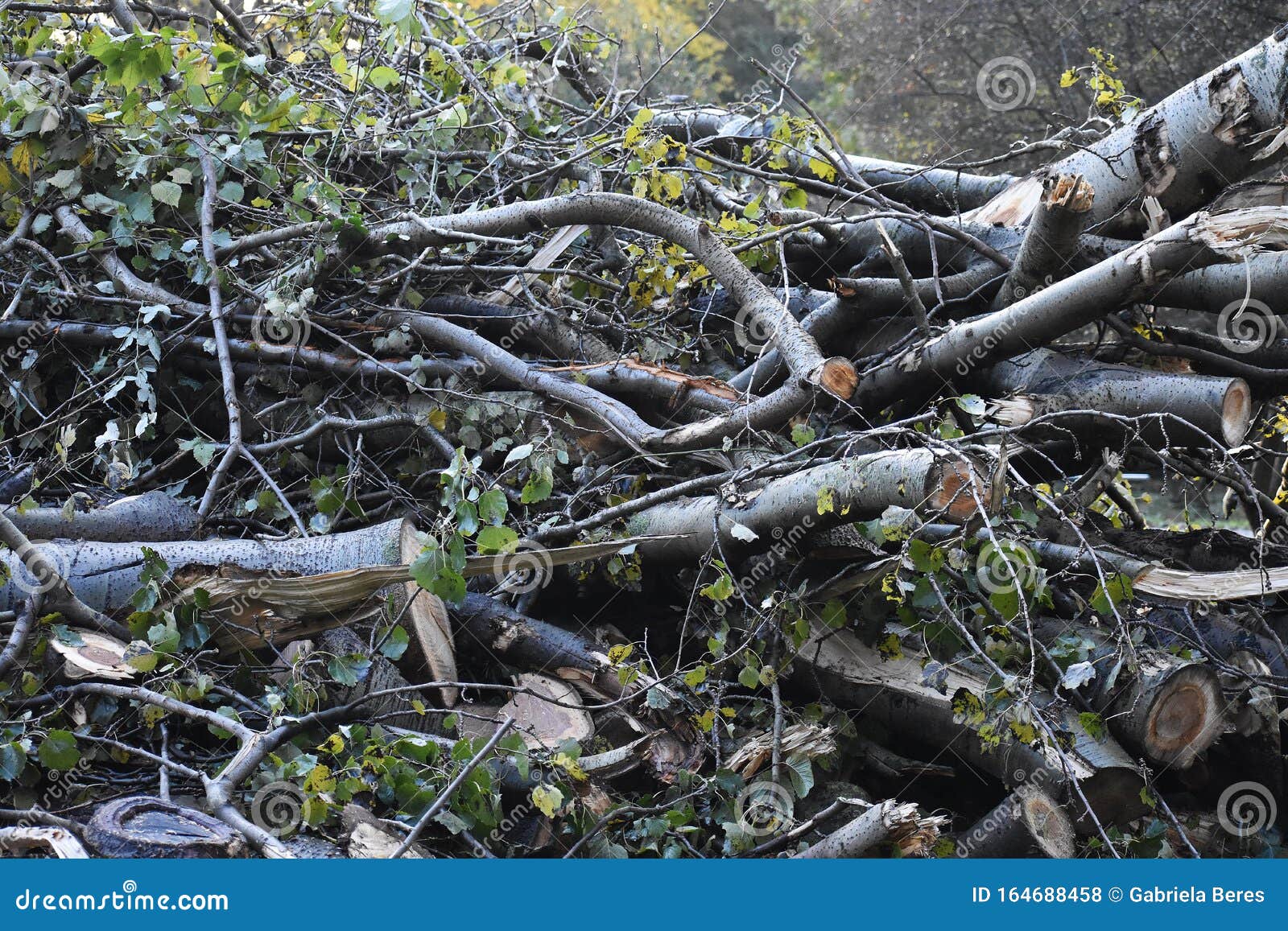 Close Up of a Pile of Cut Down Tree Branches. Stock Photo - Image of logs, nature: 164688458