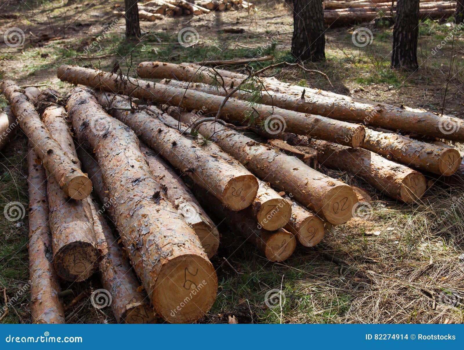 Pile of Cut Pine Logs in the Forest Stock Photo Image of background