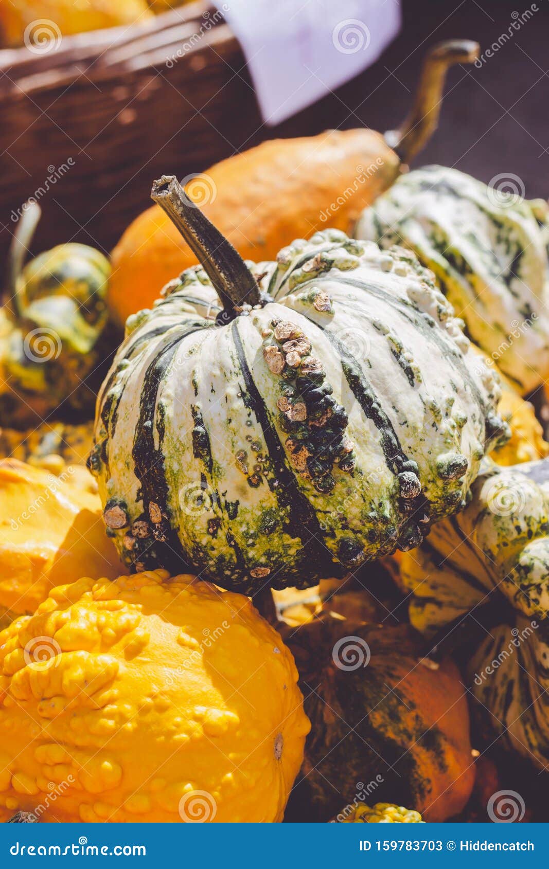 decorative mini pumpkins and gourds, on locale farmers market; autumn background