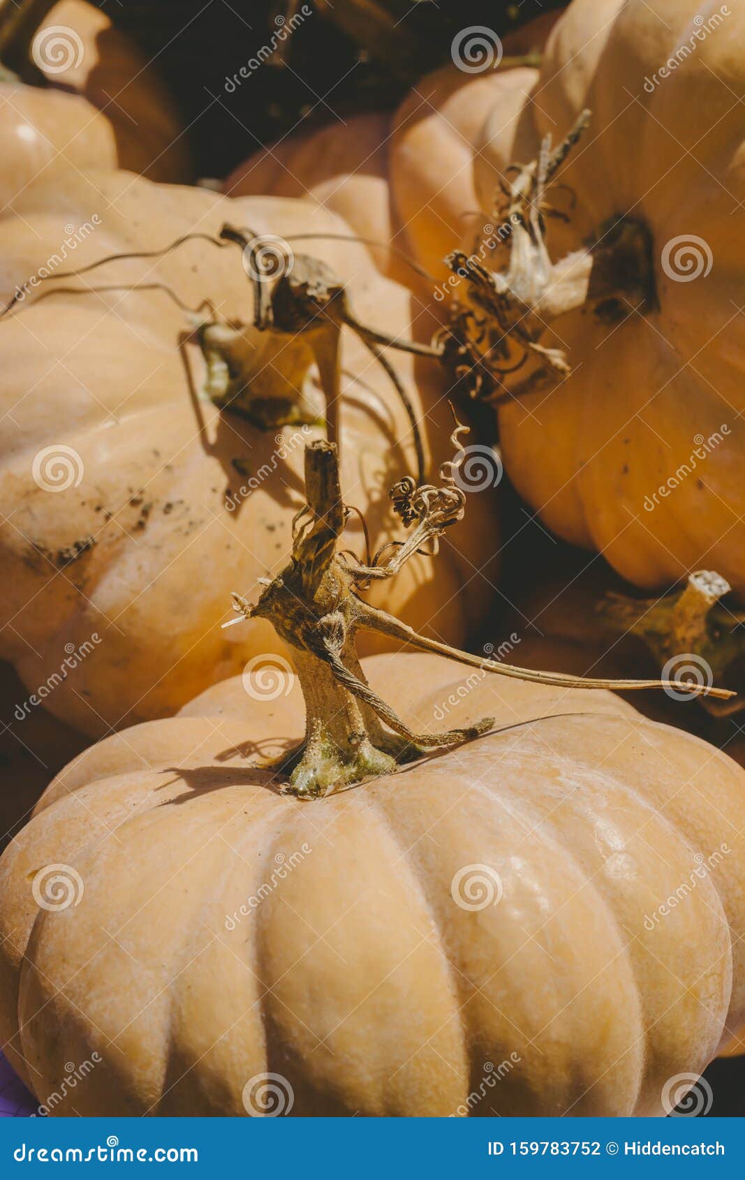 decorative mini pumpkins and gourds, on locale farmers market; autumn background