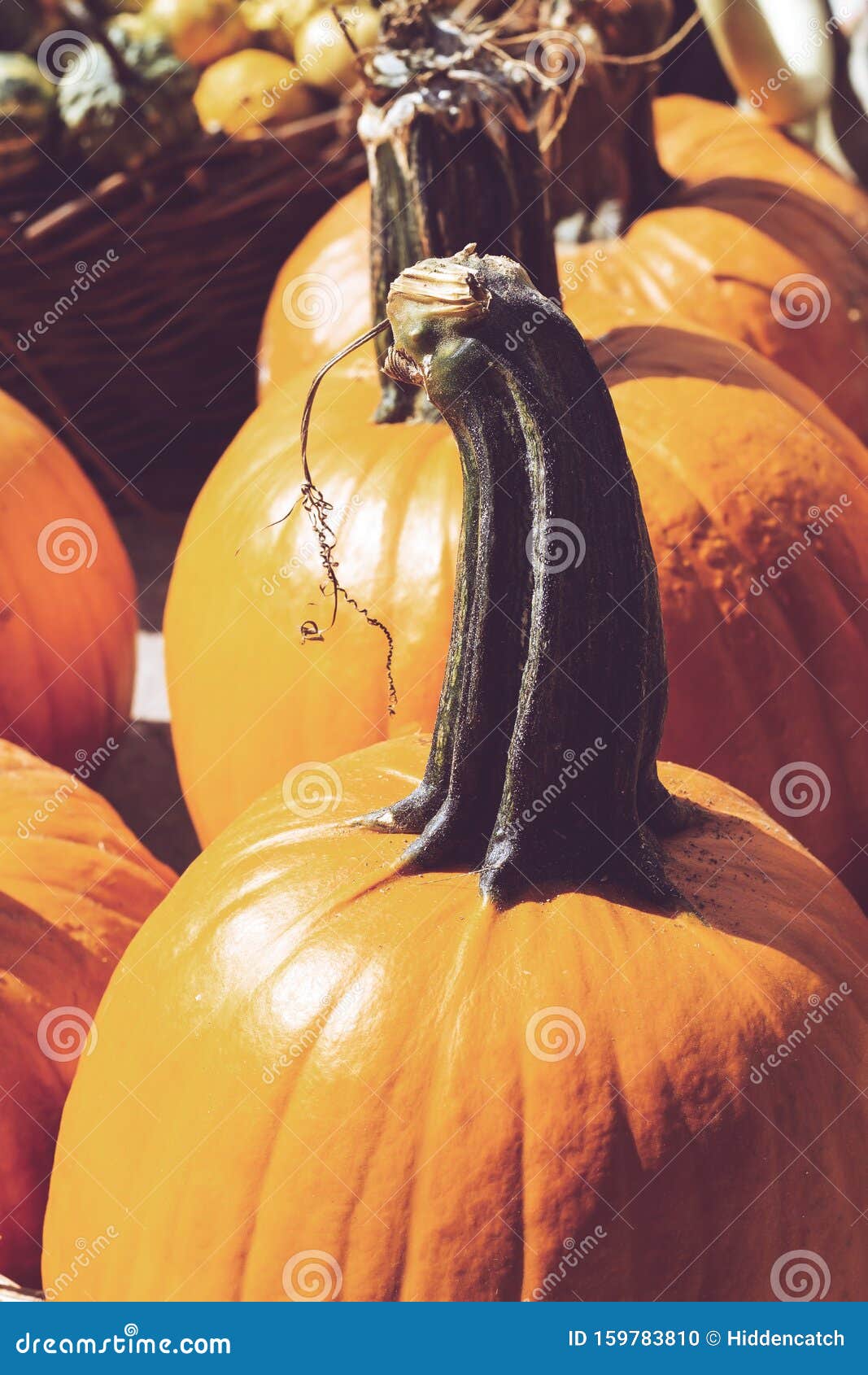 decorative mini pumpkins and gourds, on locale farmers market; autumn background