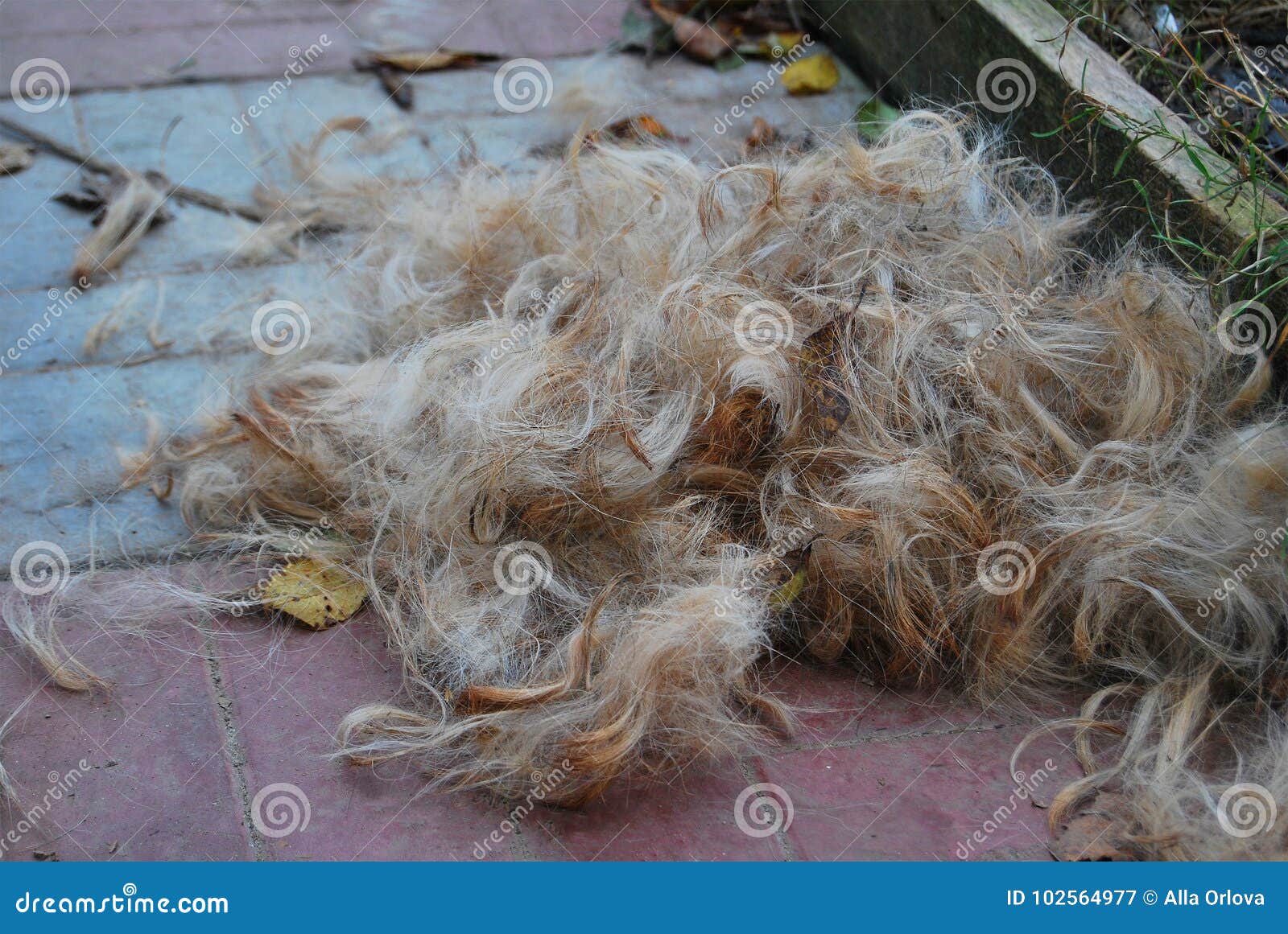 A Pile of Dog Fur after Grooming Stock Image Image of color, animal