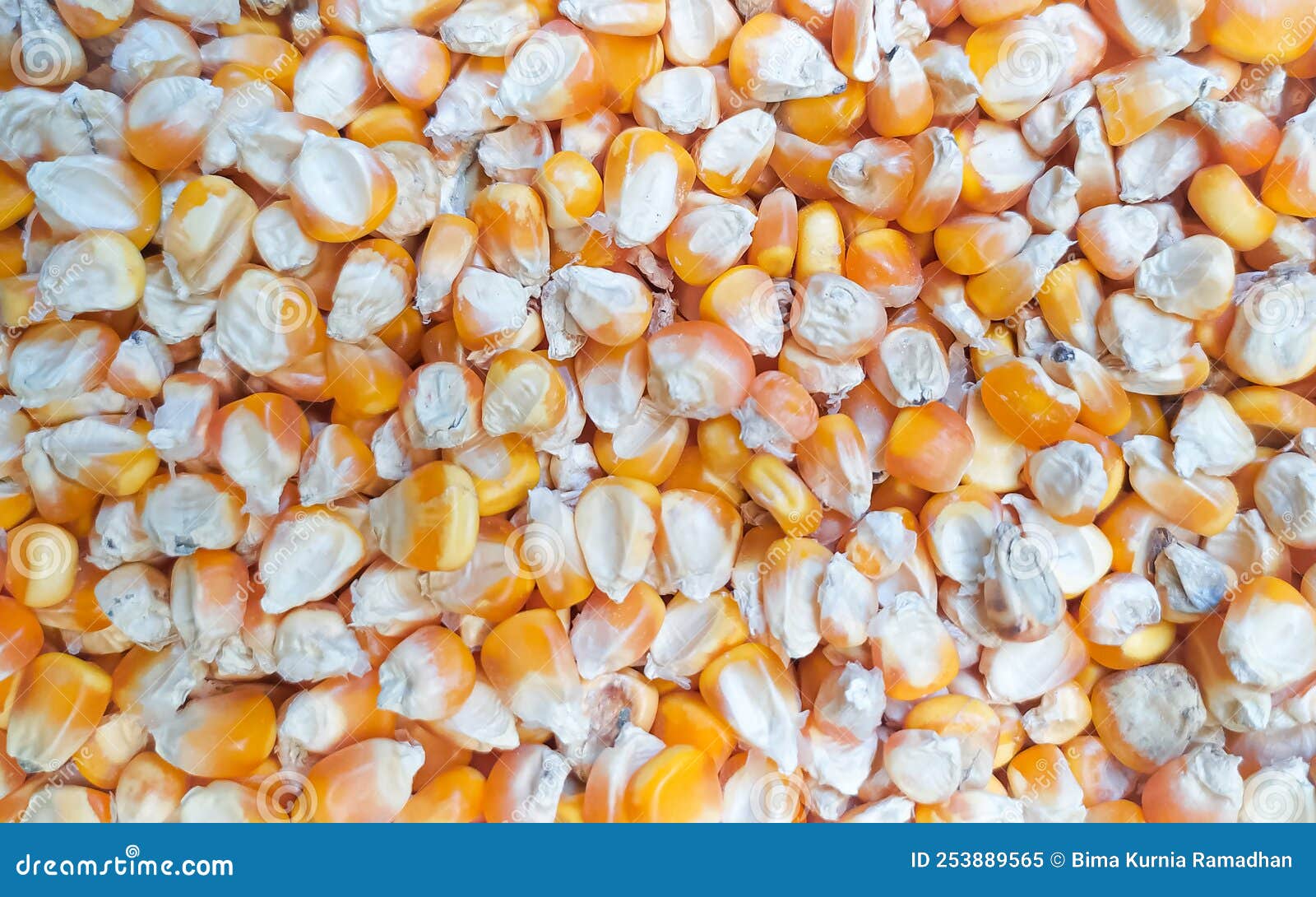 Pile of Dried Corn Kernels for Background Stock Image Image of farm