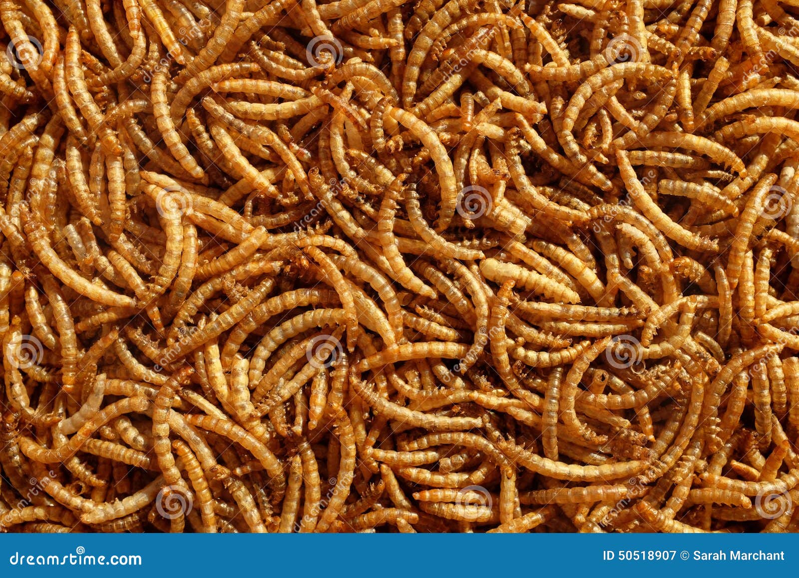 Pile of dried mealworms stock image. Image of texture 50518907