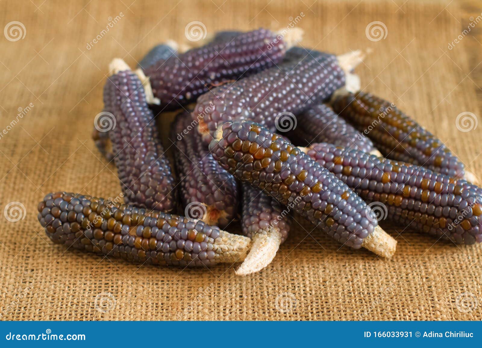 Dried Purple Corn on a Rustic Table Stock Image Image of farm