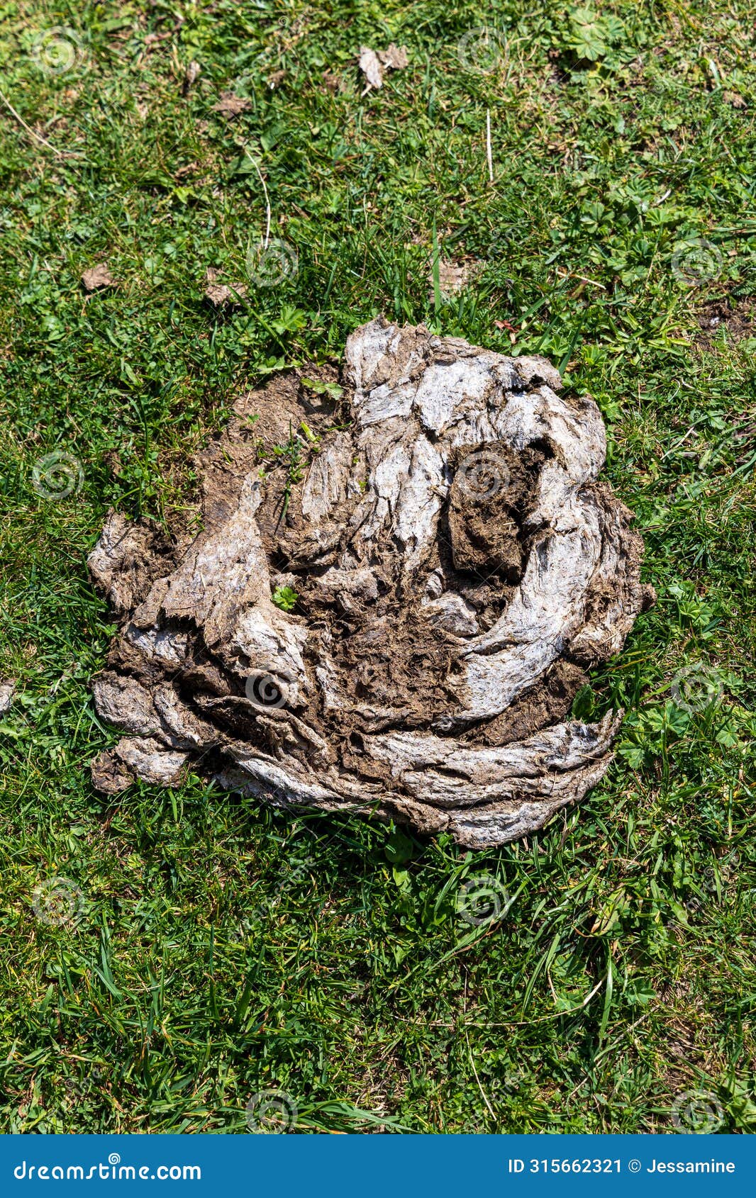 a pile of dry cow dung (cowpat) on green grass